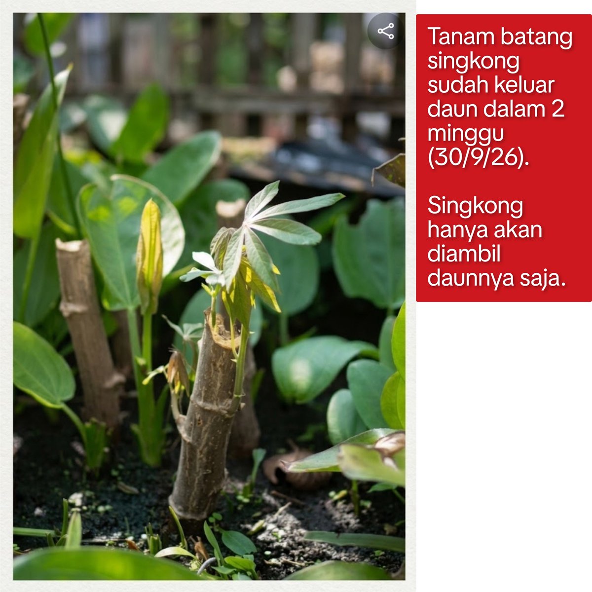 Kadar55's tweet photo. Singkong bisa diambil daunnya untuk sayur, bisa juga sekalian jadi pagar pembatas rumah/kebun. https://t.co/rY0a4awEL8
