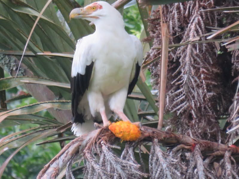squibuscular's tweet photo. i've only recently learned about palm nut vultures, which i'm already quite fond of https://t.co/Ik6SXaMGBz