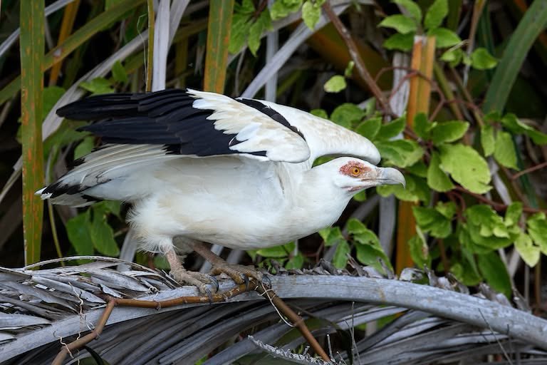 squibuscular's tweet photo. i've only recently learned about palm nut vultures, which i'm already quite fond of https://t.co/Ik6SXaMGBz