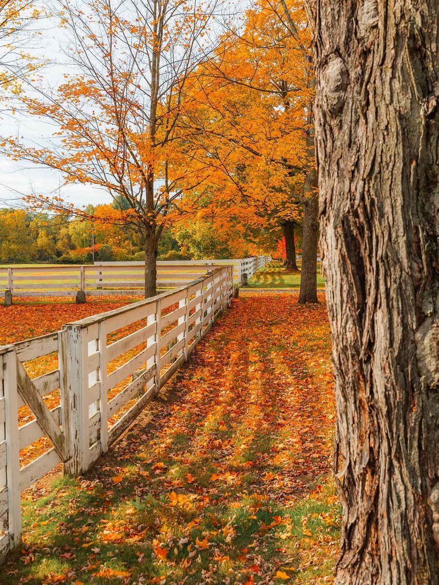 Alina_bloom79's tweet photo. fall's in vermont.. 🍁 https://t.co/peEPO5qpb9