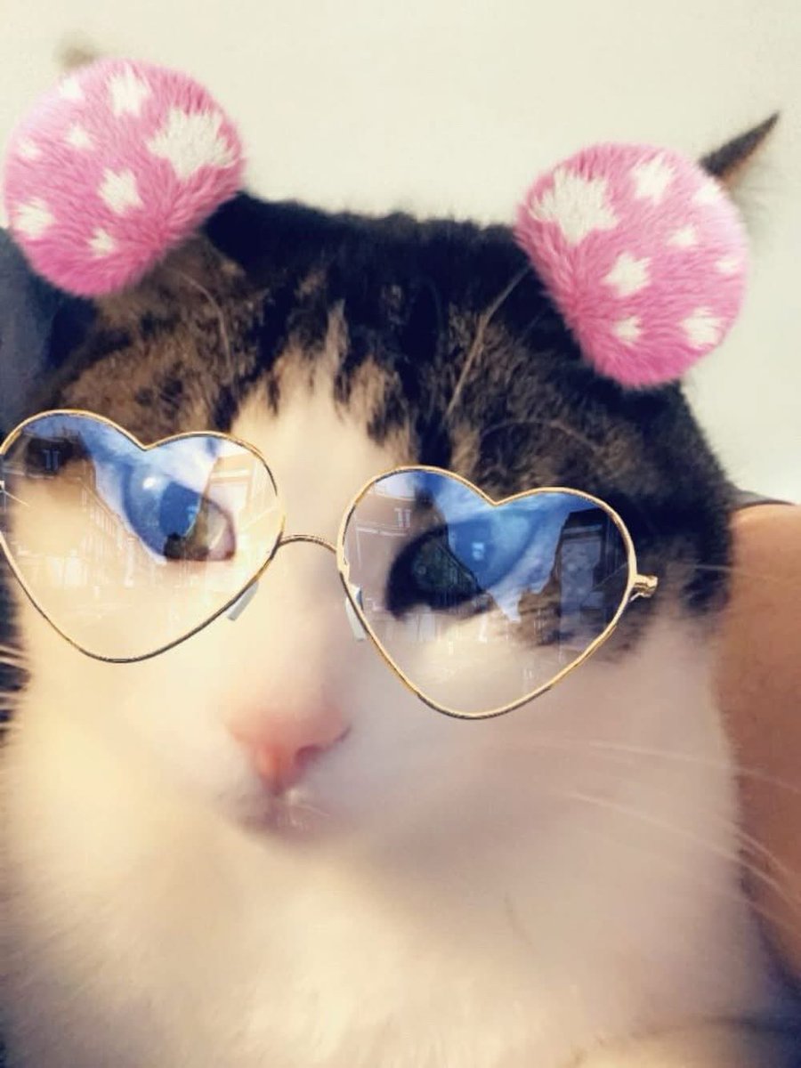 shellyshell2u's tweet photo. Curly πΊ #catselfie #cats_of_instagram #catsofinstagram #catstagram #cats_of_world #catsoftheday #instacat #catsofig #catsoftwitter #catsofbluesky #cat #cats #snapchat #curlythecat https://t.co/U55wYe4Yo5