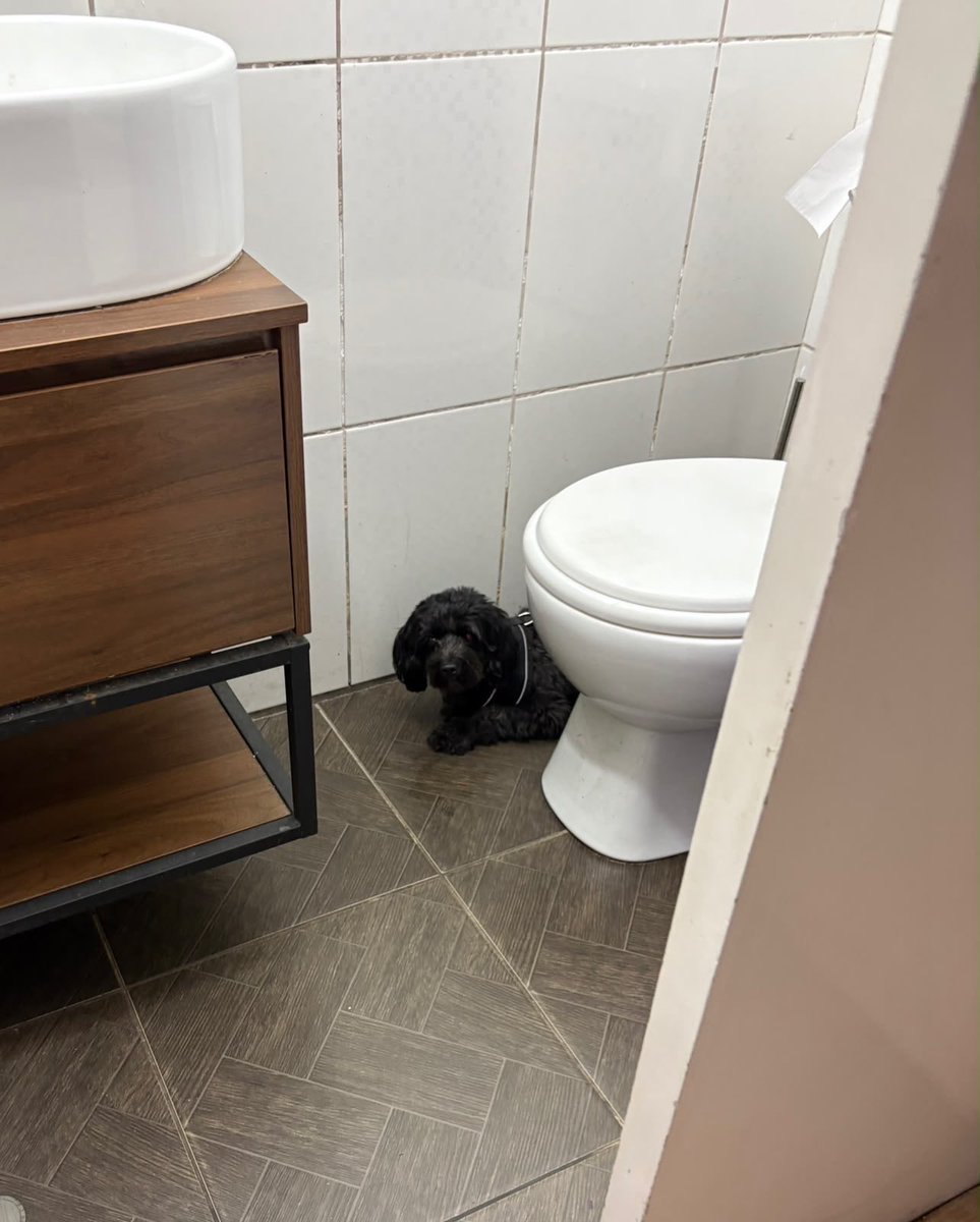 punk_rock_show's tweet photo. #ENCONTRADO perrito corriendo asustado por Roca y Boloña, está retenido hasta las 10pm. Por favor compartir para llegar a sus dueños. https://t.co/KDzkvnMar1