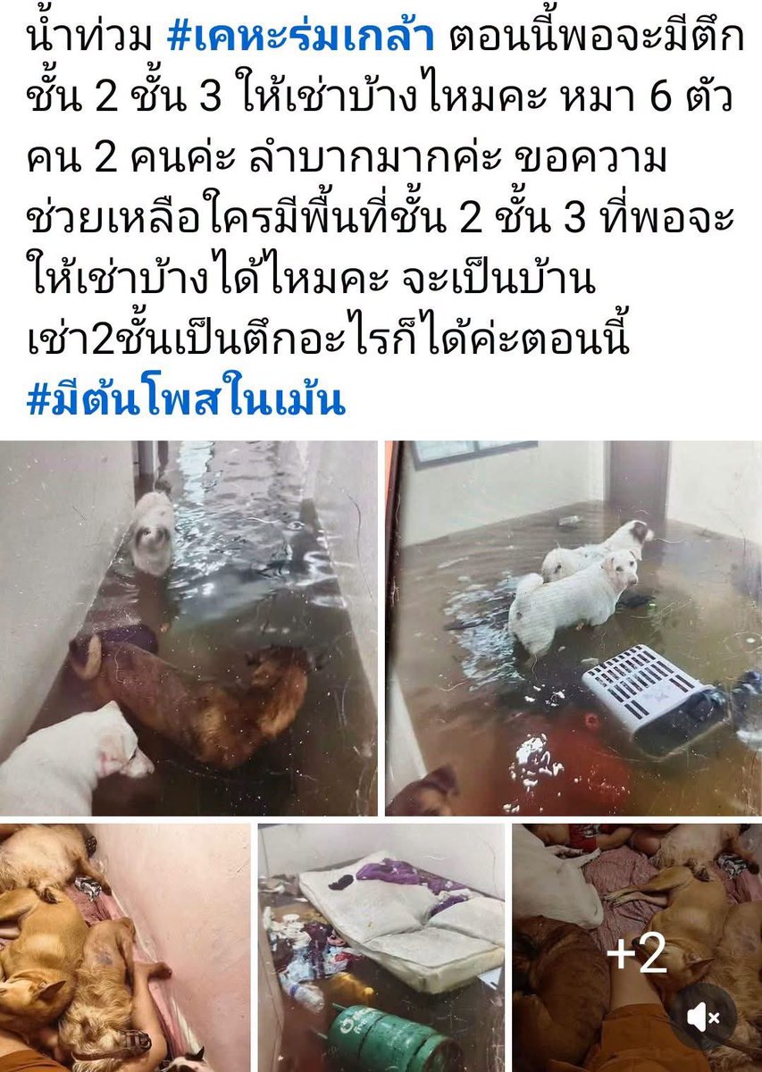 malimalineee's tweet photo. ความคืบหน้าล่าสุด: สุนัขจำนวน 6 ตัว และผู้ดูแลอีก 2 คน จากกรณี**#เคหะร่มเกล้า** ได้รับความช่วยเหลือออกจากพื้นที่อย่างปลอดภัยเรียบร้อยแล้ว (มีคลิปวิดีโอบันทึกเหตุการณ์ขณะเข้าช่วยเหลือ)

การร่วมมือของหน่วยงาน:
•มูลนิธิ The Voice (เสียงจากเรา): เป็นทีมส่งเจ้าหน้าที่ลงพื้นที่หน้างาน เพื่อเข้าช่วยเหลือนำตัวเด็กๆ ออกมา

•มูลนิธิ SOS Animal Thailand Foundation: เป็นผู้สนับสนุนและจัดหารถสำหรับใช้เคลื่อนย้ายและเดินทาง

ขอขอบคุณทุกภาคส่วนและทุกท่านที่มีส่วนร่วมในการช่วยเหลือน้องๆ ในครั้งนี้ ขอให้ทุกท่านประสบแต่ความสุขและขอร่วมอนุโมทนาบุญด้วยค่ะ