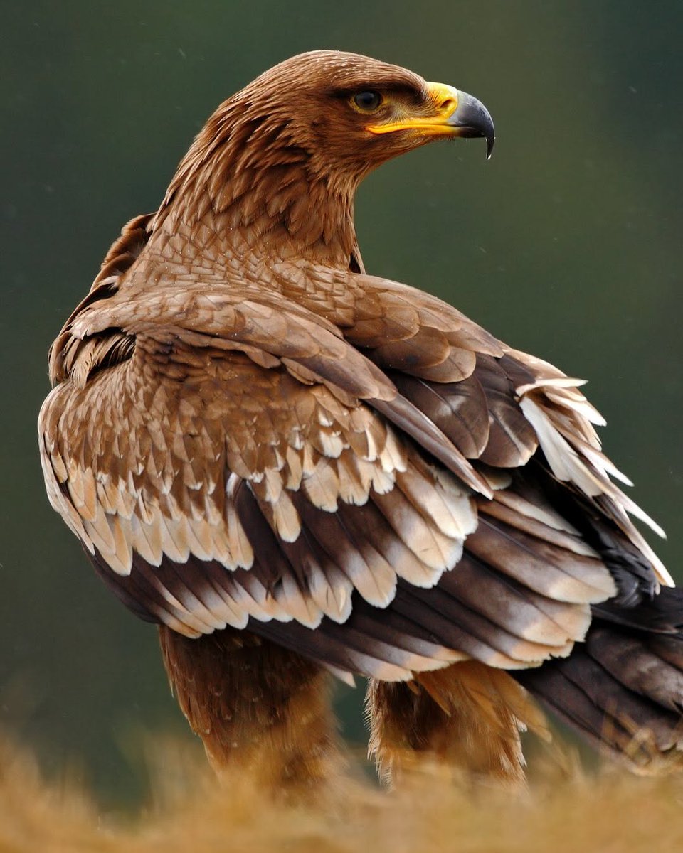 jordydejong2's tweet photo. Get to know the magnificent Steppe Eagle! 🦅

They nest in the grasslands of Southern Europe and Central Asia, then travel along the African-Eurasian and Central Asian Flyways to overwinter in the Middle East, Africa, and South Asia.🗺️

When soaring, ... https://t.co/KbIe3f6FvW