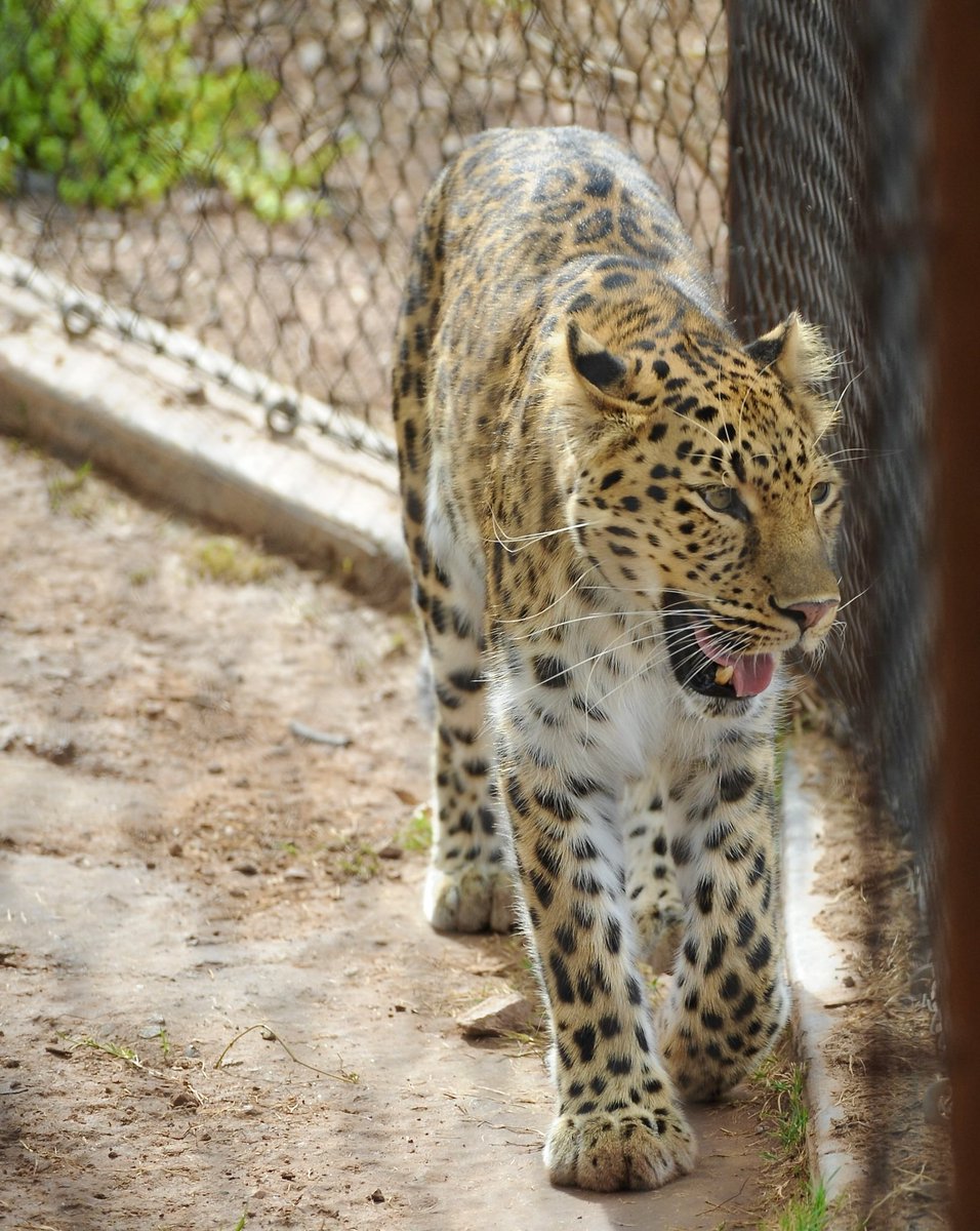 XploreFoto's tweet photo. @Grampa1950 Great visit to the Phoenix Zoo.  Be back soon! https://t.co/ivhQgSPSoP