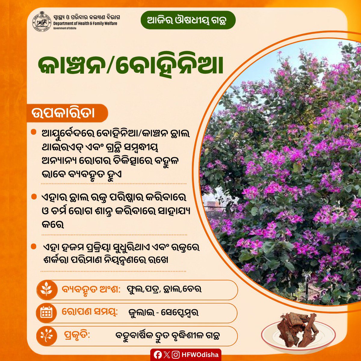 HFWOdisha's tweet photo. ଆୟୁର୍ବେଦିକ ଗୁଣରେ ଭରପୂର 'କାଞ୍ଚନ' ଗଛର ଛାଲ ଥାଇରଏଡ଼, ଚର୍ମ ରୋଗ ଓ ରକ୍ତ ବିଶୋଧନରେ ଅତ୍ୟନ୍ତ ଲାଭଦାୟକ। ଏହା ହଜମ ପ୍ରକ୍ରିୟା ସୁଧାରିବା ସହ ରକ୍ତରେ ଶର୍କରା ନିୟନ୍ତ୍ରଣ କରିବାରେ ସାହାଯ୍ୟ କରେ। 

#MedicinalPlants #AyurvedicPlant https://t.co/SpZGJBOhOr