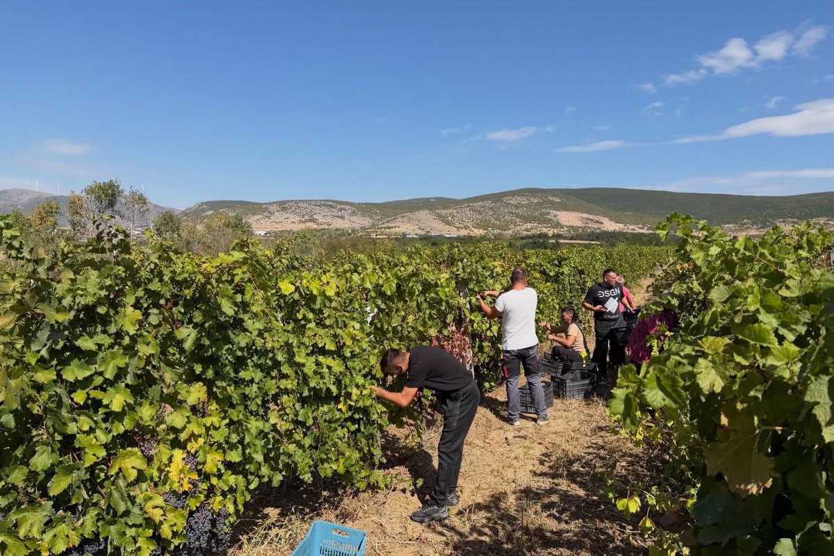 DecaniMonastery's tweet photo. Faith, tradition, and community in action. 🍇
Today, Dečani’s vineyards in Velika Hoča were harvested thanks to the selflessness of many hardworking hands who answered our brotherhood’s invitation for a communal harvest (moba), assisting Father Kirilo at the monastery winery.
Monks and faithful, young and old from across Kosovo and Metohija, stood united as one body. Just as in the Divine Liturgy, their joyful labor was offered in praise of God and in honor of our Holy King.

#DecaniMonastery #SerbianOrthodoxChurch #Kosovo
