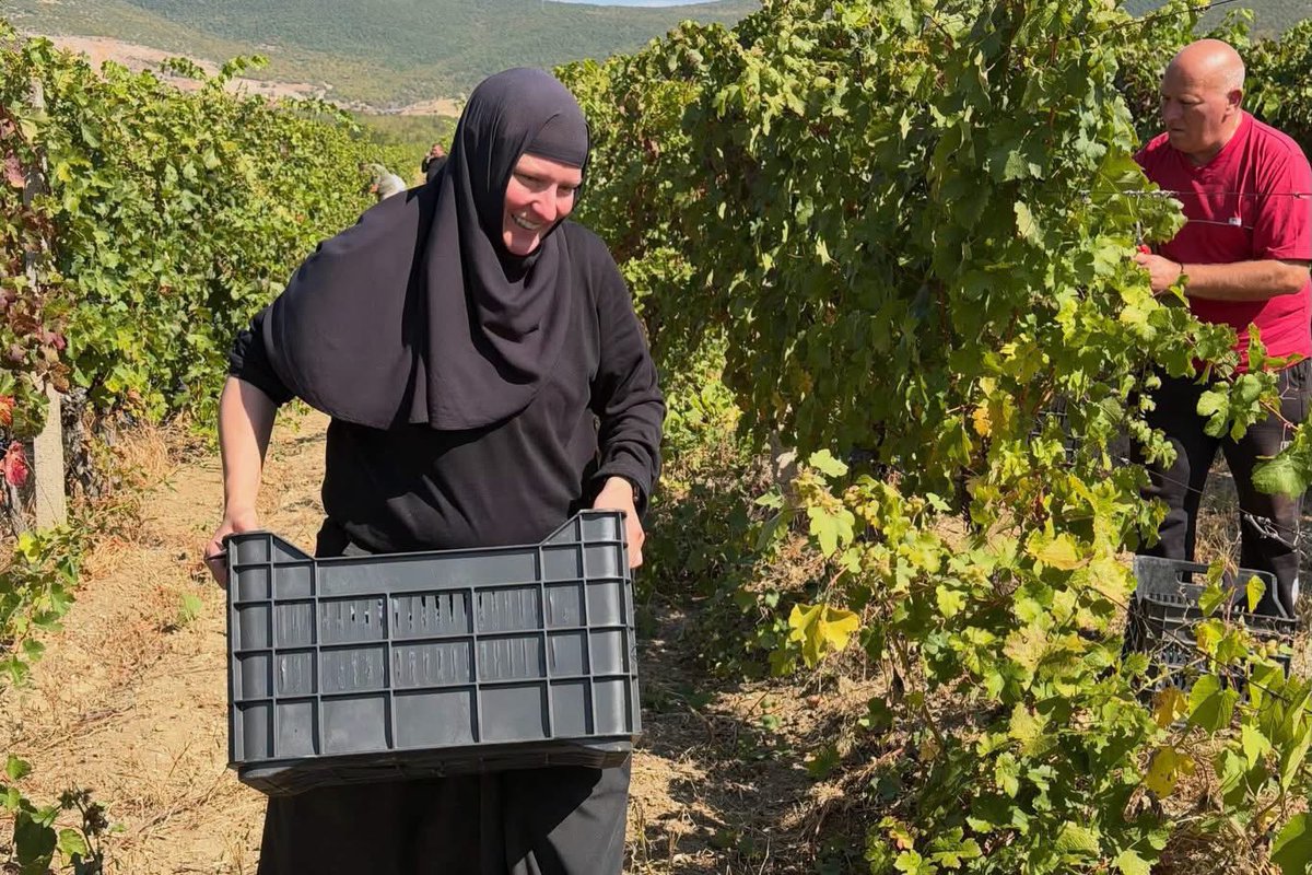 DecaniMonastery's tweet photo. Faith, tradition, and community in action. 🍇
Today, Dečani’s vineyards in Velika Hoča were harvested thanks to the selflessness of many hardworking hands who answered our brotherhood’s invitation for a communal harvest (moba), assisting Father Kirilo at the monastery winery.
Monks and faithful, young and old from across Kosovo and Metohija, stood united as one body. Just as in the Divine Liturgy, their joyful labor was offered in praise of God and in honor of our Holy King.

#DecaniMonastery #SerbianOrthodoxChurch #Kosovo