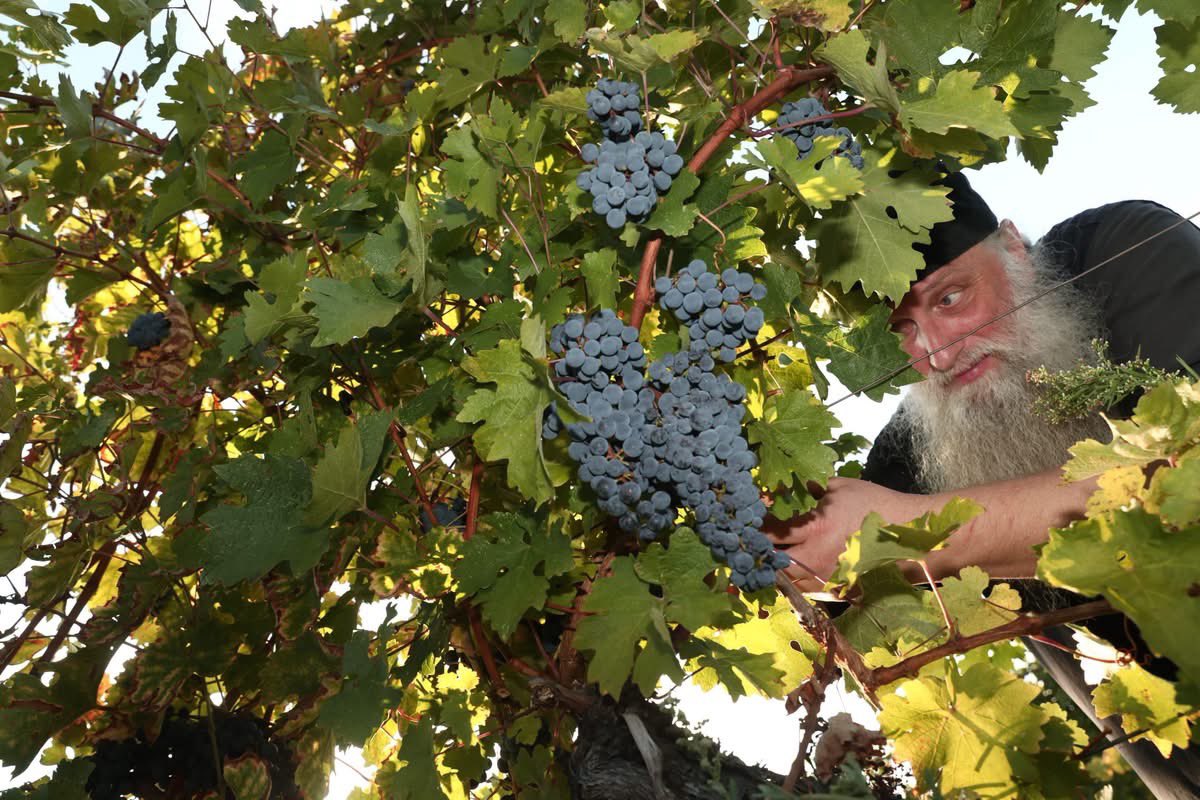 DecaniMonastery's tweet photo. Faith, tradition, and community in action. 🍇
Today, Dečani’s vineyards in Velika Hoča were harvested thanks to the selflessness of many hardworking hands who answered our brotherhood’s invitation for a communal harvest (moba), assisting Father Kirilo at the monastery winery.
Monks and faithful, young and old from across Kosovo and Metohija, stood united as one body. Just as in the Divine Liturgy, their joyful labor was offered in praise of God and in honor of our Holy King.

#DecaniMonastery #SerbianOrthodoxChurch #Kosovo