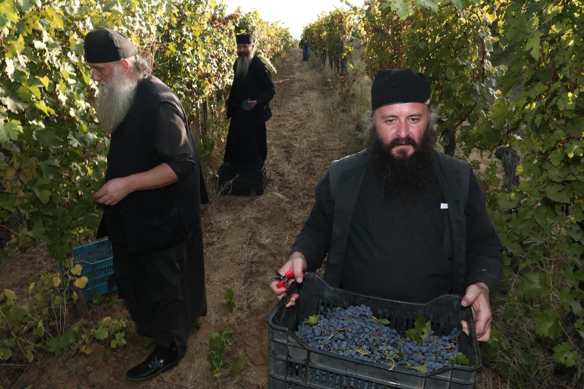 DecaniMonastery's tweet photo. Faith, tradition, and community in action. 🍇
Today, Dečani’s vineyards in Velika Hoča were harvested thanks to the selflessness of many hardworking hands who answered our brotherhood’s invitation for a communal harvest (moba), assisting Father Kirilo at the monastery winery.
Monks and faithful, young and old from across Kosovo and Metohija, stood united as one body. Just as in the Divine Liturgy, their joyful labor was offered in praise of God and in honor of our Holy King.

#DecaniMonastery #SerbianOrthodoxChurch #Kosovo