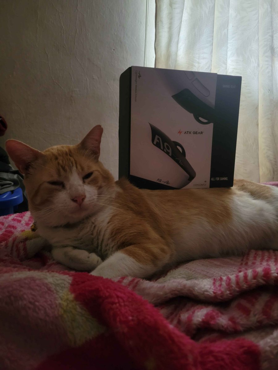 Swendlyx's tweet photo. MIRENNN 🐱
#miau #atkgear https://t.co/bnerVbUsTj