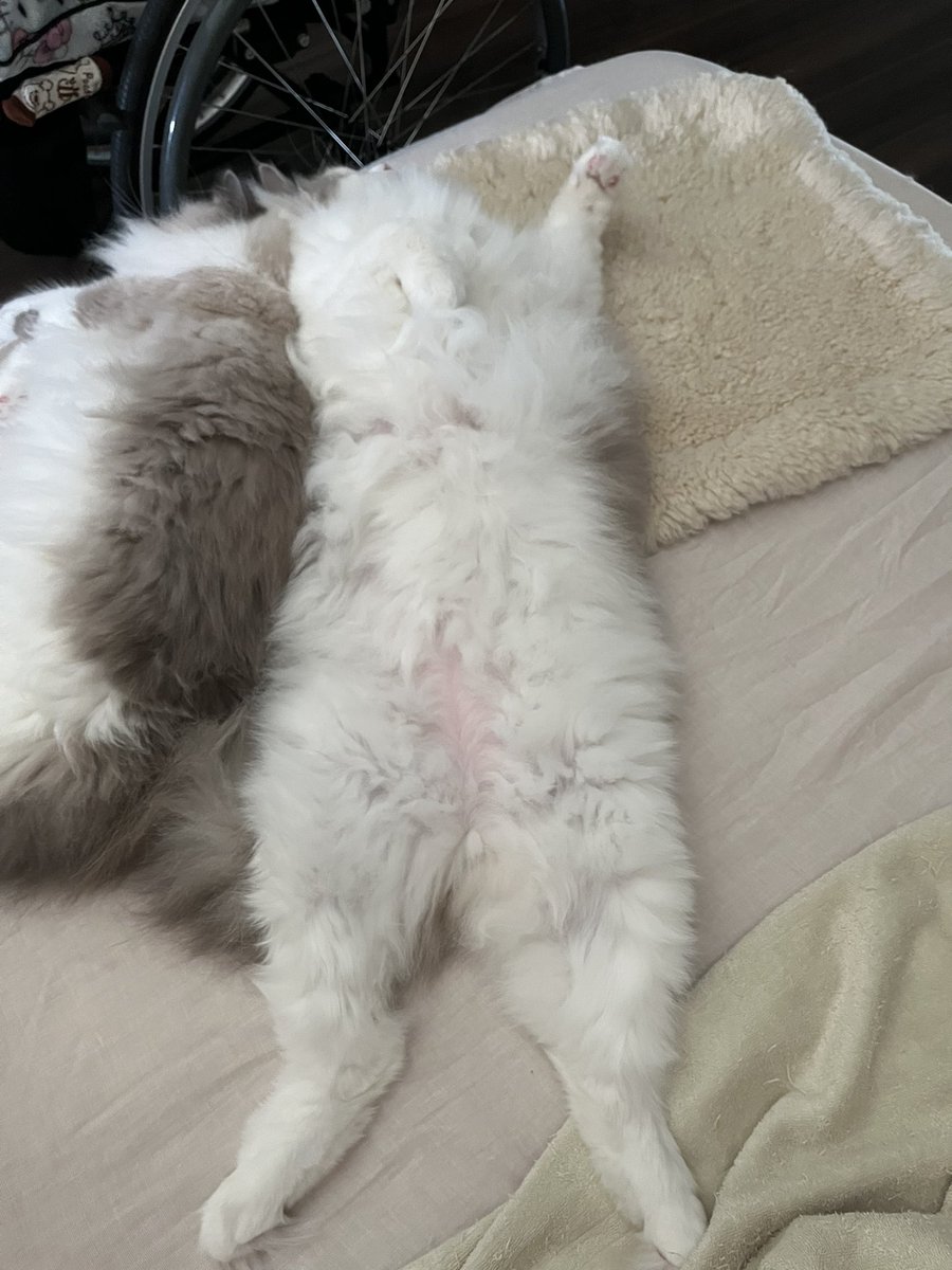 sakurasakudango's tweet photo. 猫って真っ直ぐ寝るよね。丸くなるってどこの世界線の話？ https://t.co/CwYImMG9ON