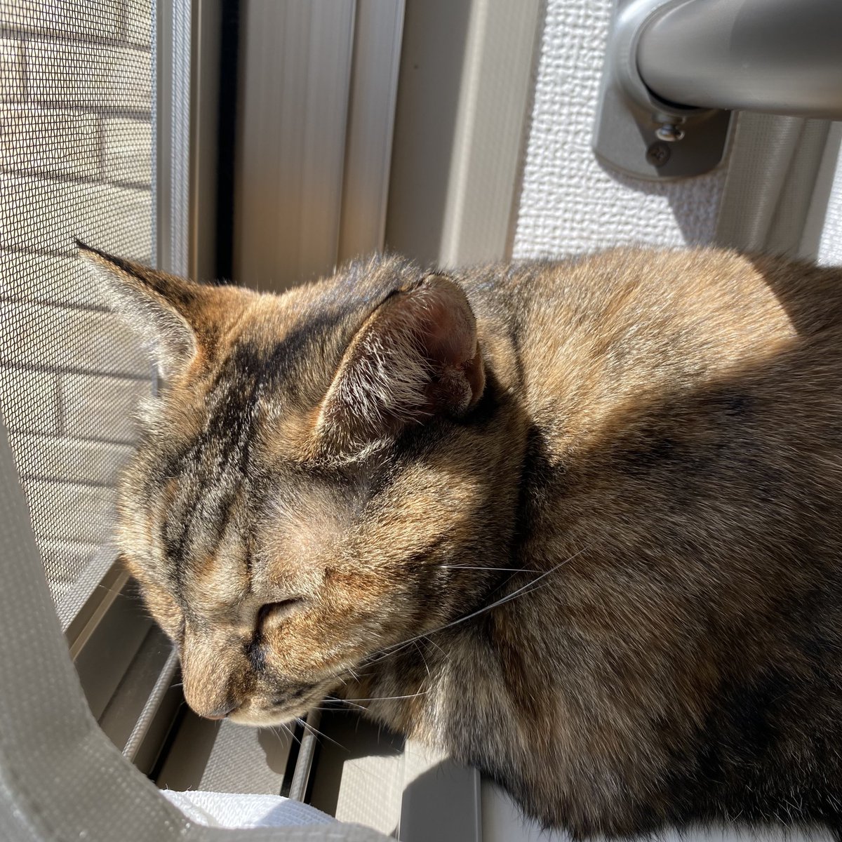 urashima_itooo's tweet photo. 今の可愛いちゃん🌞🐈💤

#猫 #猫がいる生活 #cat https://t.co/7nv6RVlxZx
