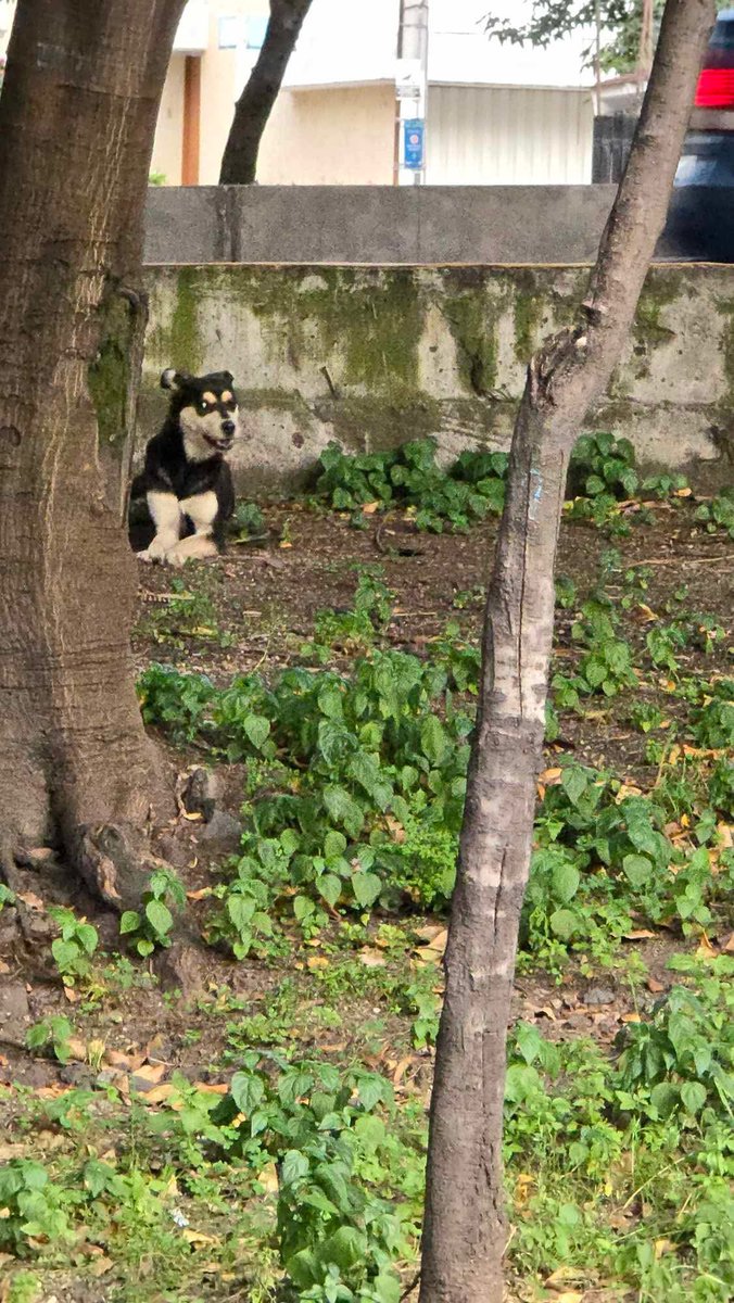 TlalpanVecinos's tweet photo. 🐶 Perrito posiblemente perdido

Nos reportan a este perrito, quien se encuentra aparentemente perdido sobre Viaducto Tlalpan, en el camellón ubicado entre la lateral y los carriles centrales, dirección a Cuernavaca.

📍 Se encuentra frente al Hospital Veterinario del Sur.

Si alguien lo reconoce o sabe quién es su familia, por favor ayúdenos a compartir para que pueda regresar a casa. 🙏🐾
@UCS_GCDMX