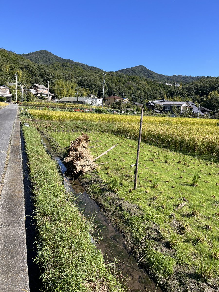 miellabofarm's tweet photo. 長雨上がった〰︎🙌
2026年、稲刈りスタート‼️
気合い入れて行ったら、先に稲木にかけていた餅米、、、
稲木が倒れてびしょ濡れになっていました😭
この対応で午前中は終わりました。
午後から気を取り直して、稲刈り準備です‼️
#稲刈り　#自然農 https://t.co/ieGvzjmS2C