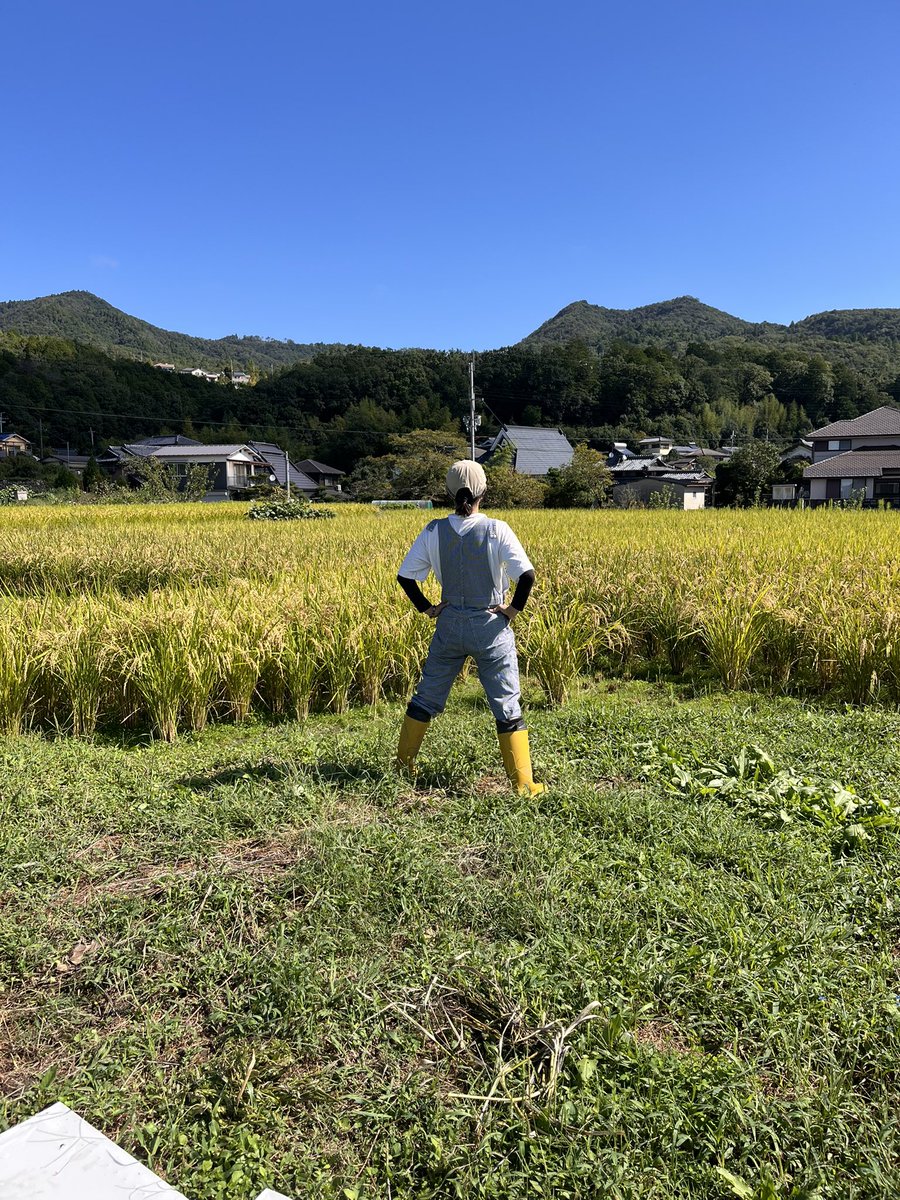 miellabofarm's tweet photo. 長雨上がった〰︎🙌
2026年、稲刈りスタート‼️
気合い入れて行ったら、先に稲木にかけていた餅米、、、
稲木が倒れてびしょ濡れになっていました😭
この対応で午前中は終わりました。
午後から気を取り直して、稲刈り準備です‼️
#稲刈り　#自然農 https://t.co/ieGvzjmS2C