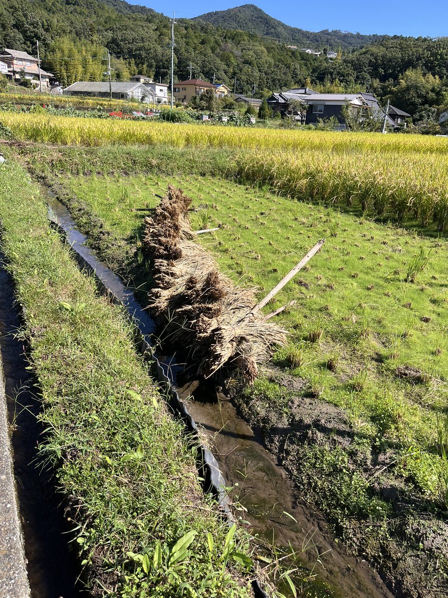 miellabofarm's tweet photo. 長雨上がった〰︎🙌
2026年、稲刈りスタート‼️
気合い入れて行ったら、先に稲木にかけていた餅米、、、
稲木が倒れてびしょ濡れになっていました😭
この対応で午前中は終わりました。
午後から気を取り直して、稲刈り準備です‼️
#稲刈り　#自然農 https://t.co/ieGvzjmS2C