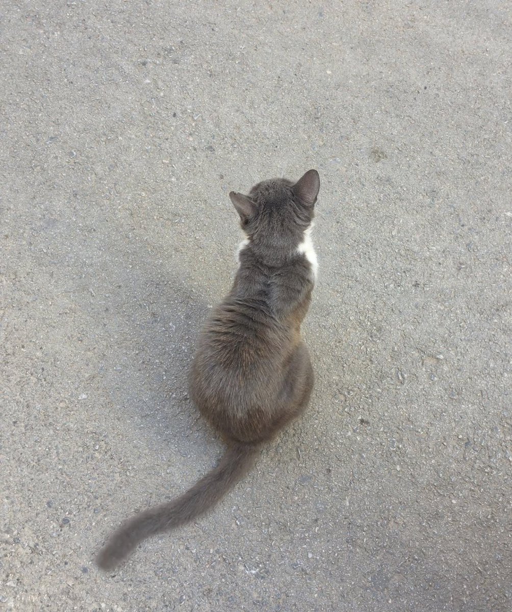 th225o's tweet photo. にゃーーーー(T^T)
一緒にお散歩とかしたい🐈🐾 https://t.co/A26tuyIigG