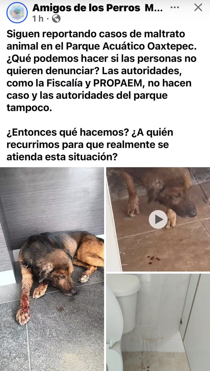 nadyalimasapd's tweet photo. CONTINÚA EL ASESINATO DE PERROS EN EL PARQUE ACUÁTICO DE #OAXTEPEC 
EN #MORELOS 

Desde hace semanas la asociación Amigos de los perros Morelos, ya había denunciado esta situación, el gerente del lugar ordenó matar a todos los animales que se acerquen al parque acuático, @Fiscalia_Mor ya se hicieron varias denuncias, y no se ve que hagan lo que se tiene que hacer en contra de este lugar, más animales están siendo asesinados por el gerente del lugar. 

#Cuernavaca #Viral #Animales