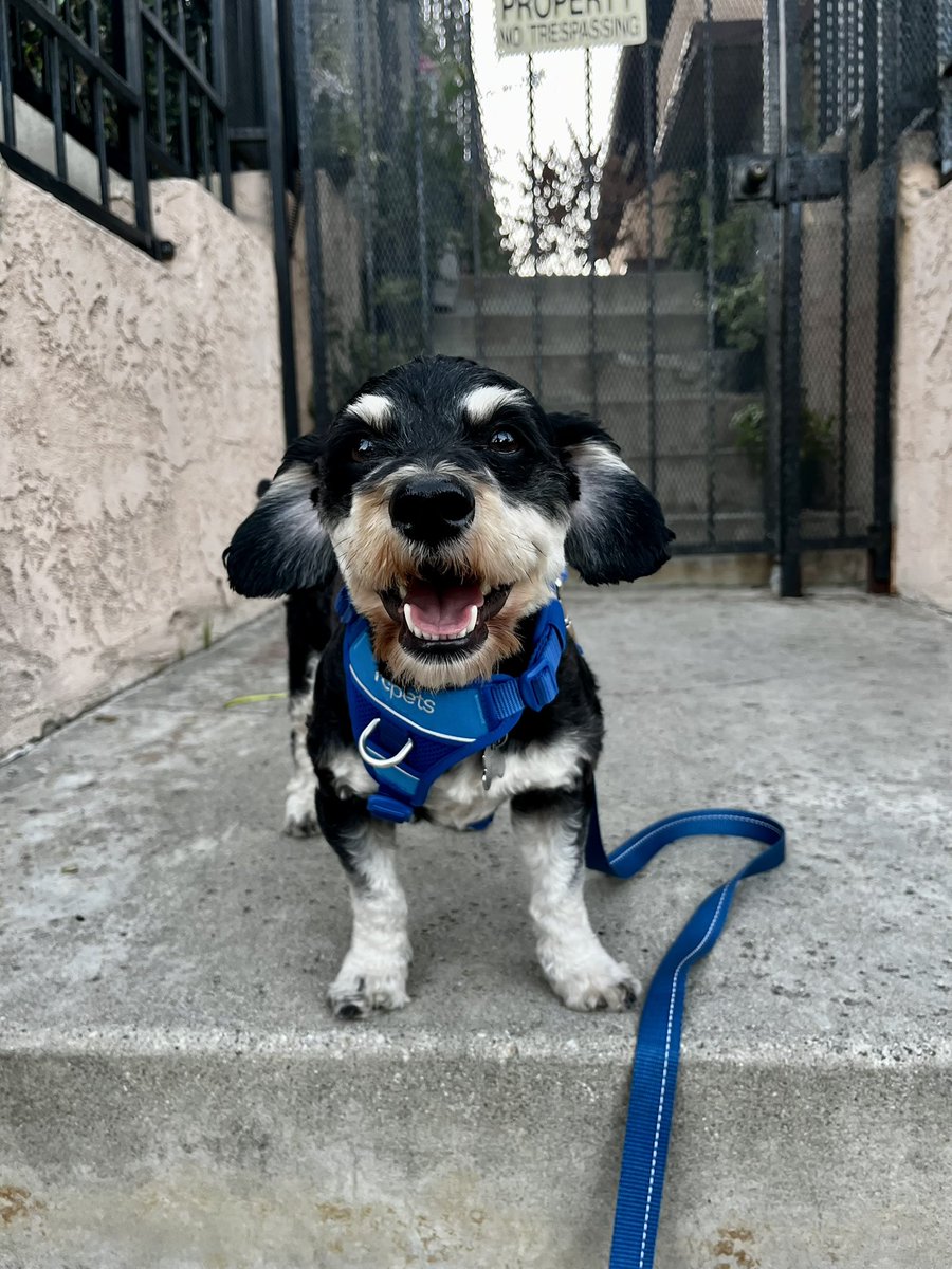 jaxwendy's tweet photo. We have adopted Pip!! He has jaunty eyebrows, stubby legs, most of his teeth, perfect velvet ears, a penchant for luxury snacks from Erewhon, and an extremely winning personality. We have known him for exactly 56 hours and we love him already!! https://t.co/EWW2v46gIc