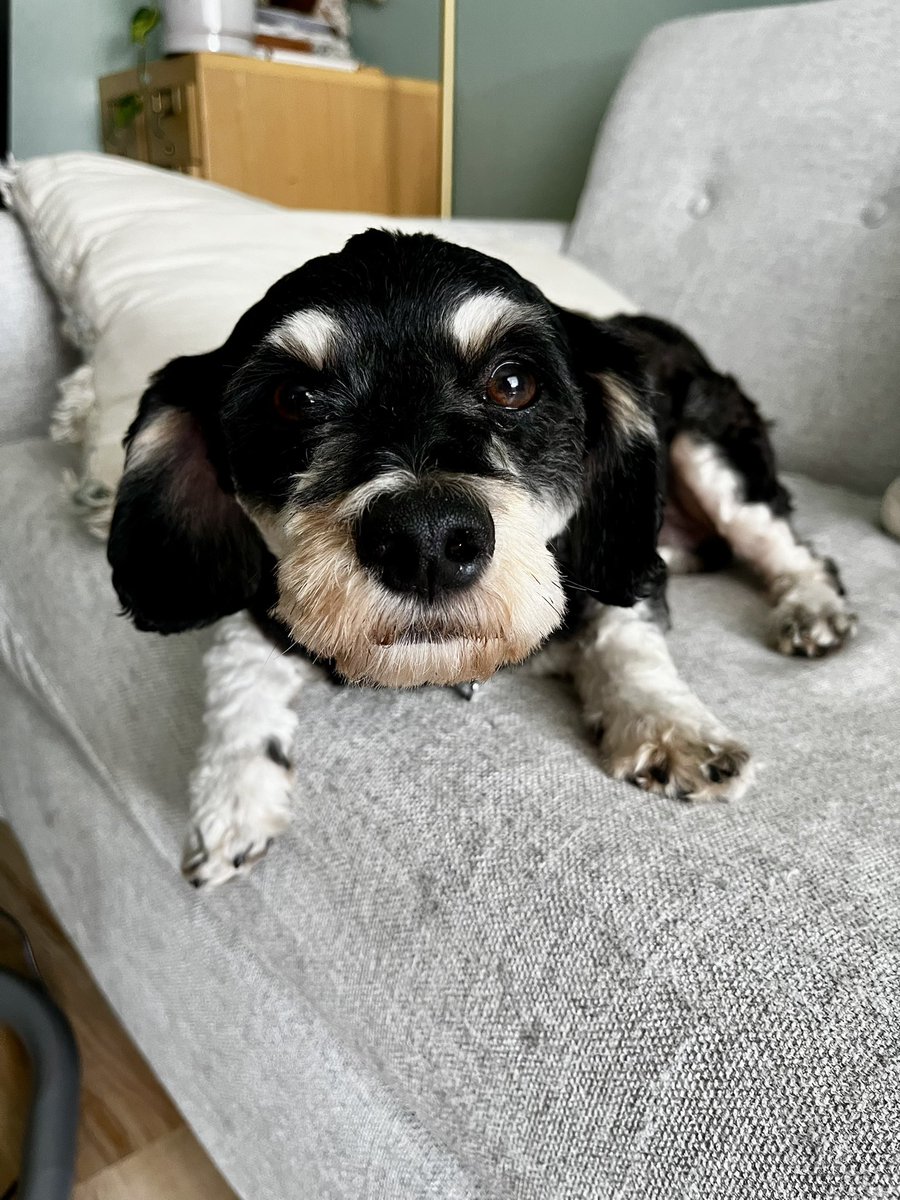 jaxwendy's tweet photo. We have adopted Pip!! He has jaunty eyebrows, stubby legs, most of his teeth, perfect velvet ears, a penchant for luxury snacks from Erewhon, and an extremely winning personality. We have known him for exactly 56 hours and we love him already!! https://t.co/EWW2v46gIc