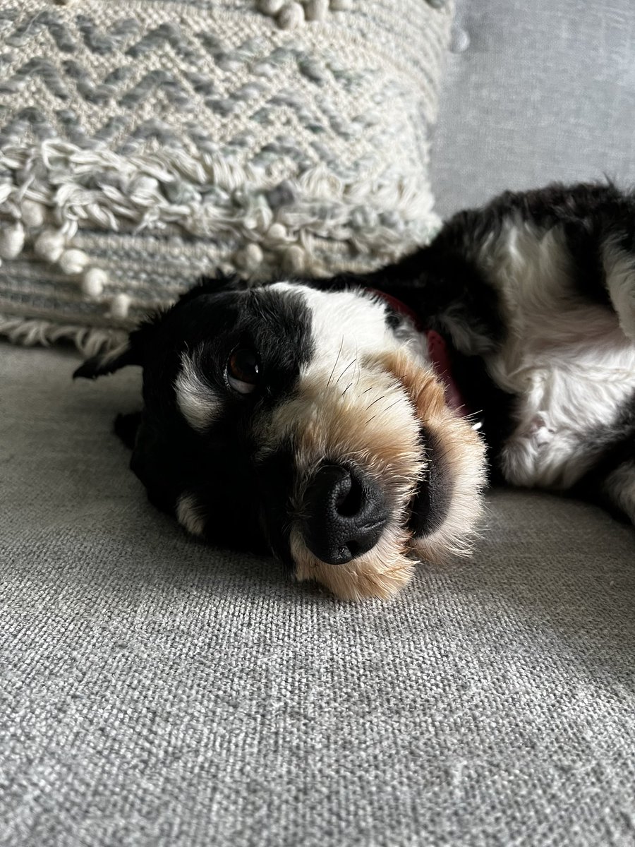 jaxwendy's tweet photo. We have adopted Pip!! He has jaunty eyebrows, stubby legs, most of his teeth, perfect velvet ears, a penchant for luxury snacks from Erewhon, and an extremely winning personality. We have known him for exactly 56 hours and we love him already!! https://t.co/EWW2v46gIc
