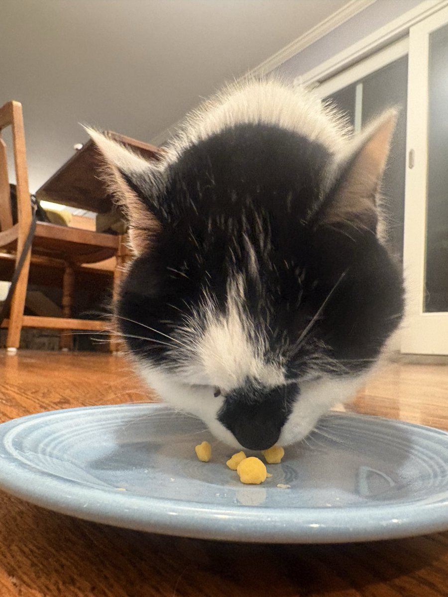 emilyjobot's tweet photo. the handsome belated birthday boy got some cheddar cheese (his most favorite treat) happy 14th, Tully! ilysm 🥳 https://t.co/AuQ87apQ4q