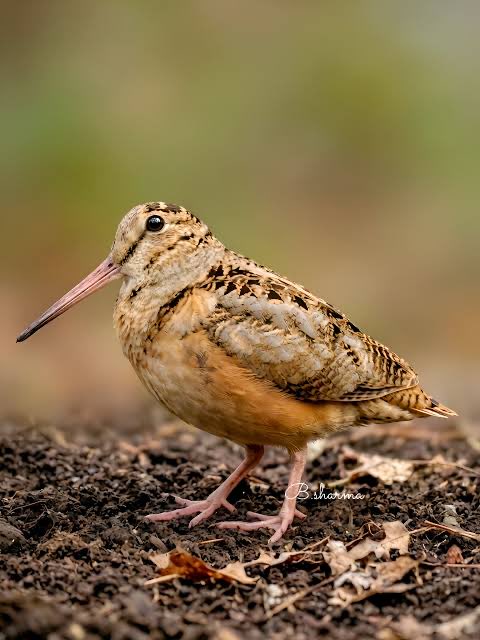 velestw's tweet photo. I really like this bird it looks very friendly

((American Woodcock))) https://t.co/s69HuZYNj0