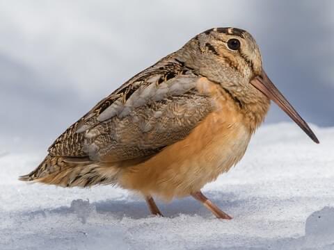 velestw's tweet photo. I really like this bird it looks very friendly

((American Woodcock))) https://t.co/s69HuZYNj0