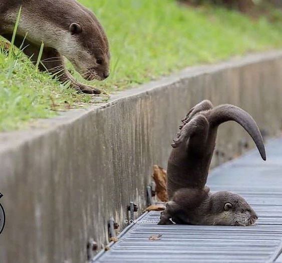 fan_club_otter's tweet photo. It doesn't matter, just learning.🙂 https://t.co/di1aVmXKu7