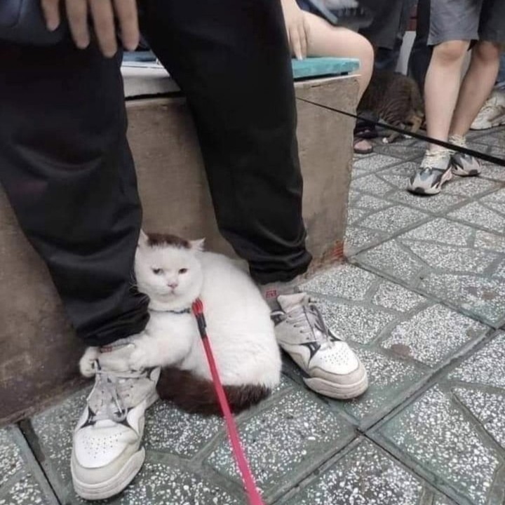 PunchingCat's tweet photo. https://t.co/niwHvWLEKQ