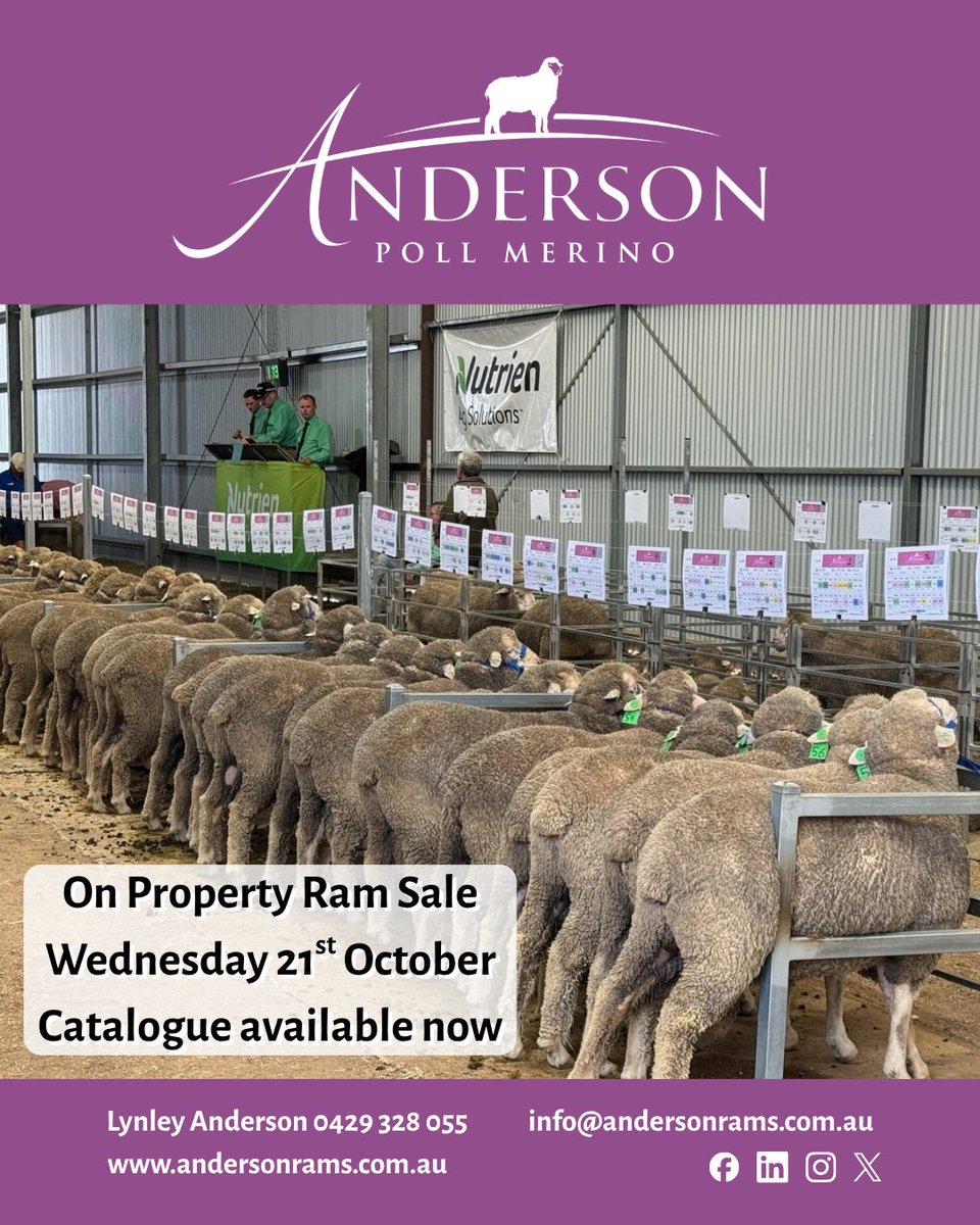 andersonpolls's tweet photo. Anderson Poll Merino Ram Sale Catalogue available now: info@andersonrams.com.au
OR
https://t.co/dA5qE1Uq0P

🗓️ Wednesday 21st October
📍 839 Anderson Road, Boilup
🕙 Auction @ 12.30pm WA time, inspections from 10am
🌐 Interfaced with StockLive
☕ Morning tea, lunch &amp; refreshments https://t.co/iUwAuR9CPP