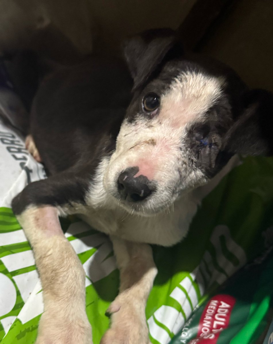 OMFA_Refugio's tweet photo. Sasha llego a nosotros luego de ser atacada por perros, con el ojo reventado y muy lastimada. Ella fue operada, perdio un ojito pero no la esperanza de tener una familia!! Solo es una bebé de 4 meses aprox y necesita un hogar!! Ya está castrada. L
What’s app. 1123750899 https://t.co/tNEJgq0mfI