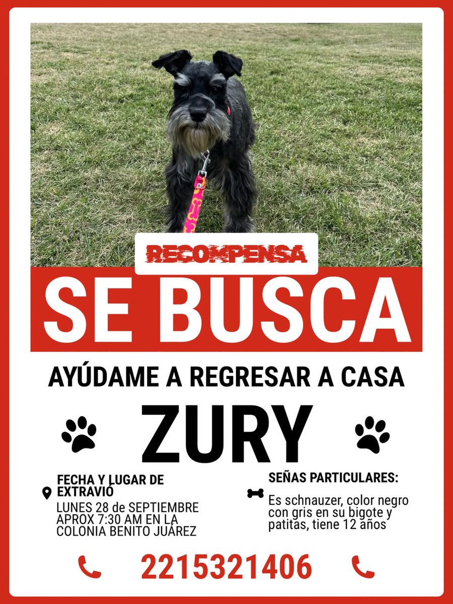 PueblaenLinea's tweet photo. 🚨🐶 ¡ZURY TIENE 12 AÑOS Y SU FAMILIA LO ESTÁ BUSCANDO!  💔

Es un schnauzer negro con gris que desapareció en la colonia Benito Juárez, Puebla.

No es “solo un perro”: 🐾 Zury es apoyo emocional y parte de su familia. Hoy necesitan que más personas se sumen a la búsqueda.

👀 ¿Lo viste? ¿Tienes algún dato? Comparte y ayúdanos a que Zury vuelva a casa. 🙏

#ZuryRegresaACasa #SeBusca #Puebla #Perdido #Ayuda