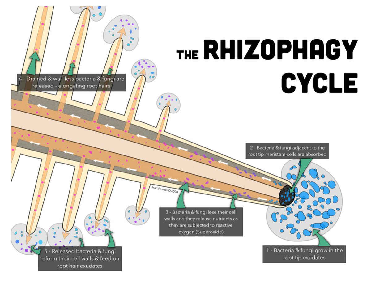 MattPowersSoil's tweet photo. The Rhizophagy Cycle
from #Regenerative #Soil the best-selling book - get it on-sale with free US shipping today: https://t.co/r8mqJO9Mzq https://t.co/bmKgxP0zfF