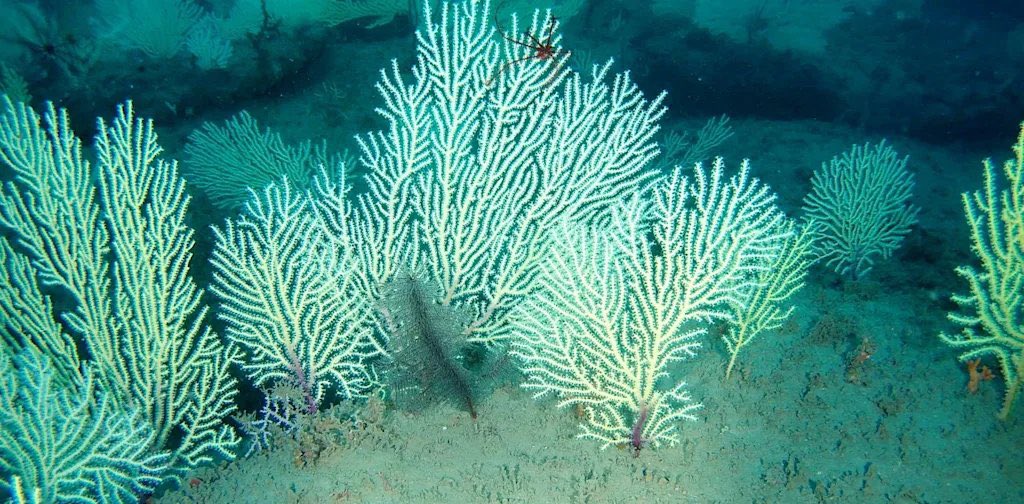 patriot17_Ten's tweet photo. 🌊🐠🪸🫧

🚨ニュース：西アフリカ・ベナン沖のサンゴ礁は、60年間「死滅した」と考えられていました。

ところが、ベナンの科学者チームによる調査で、今も生きたサンゴ群集が存在し、多くの魚が生息していることが確認されました！

#水深約54m https://t.co/UybqtcU9v9