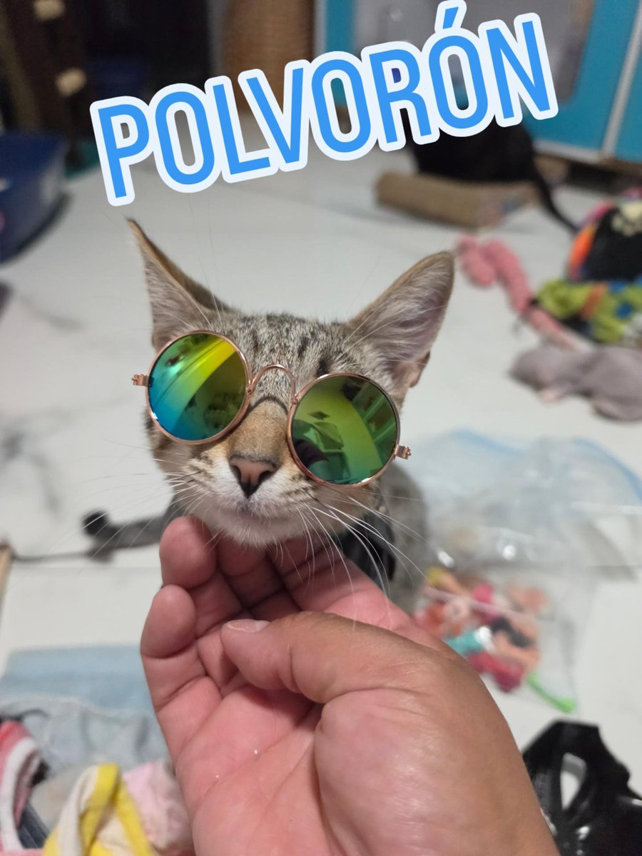 gatitosasalvo's tweet photo. Ya me van a adoptar, cuyeyos?

O boaseguir en este albergue hasta que la muerte nos separe????

Ya adoooooptenmen! https://t.co/MbaXvelpfP