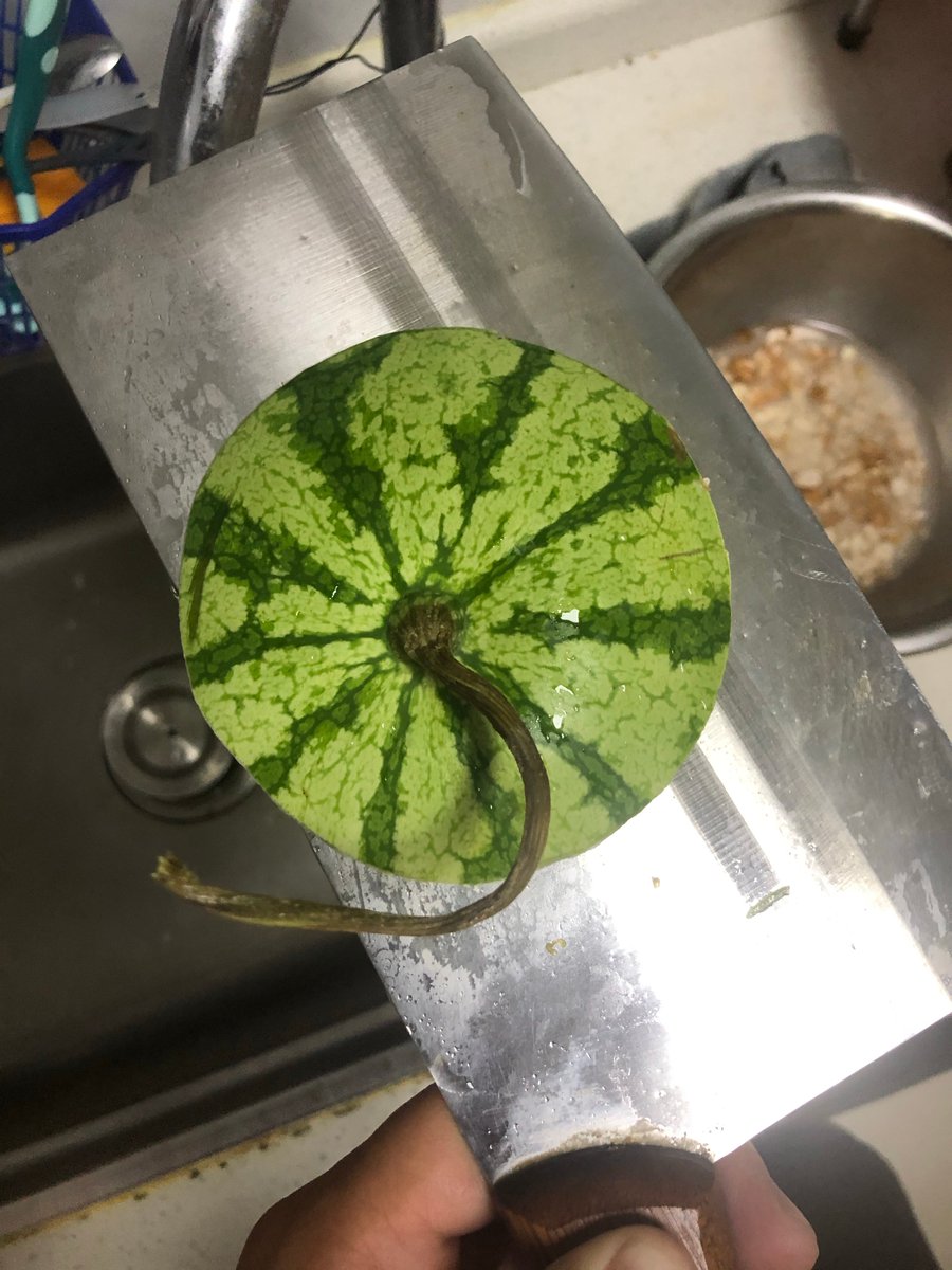 Kogyubin1222's tweet photo. When accidentally overfeeding melons, take out the rotten ones immediately. https://t.co/nivJAq3FO0