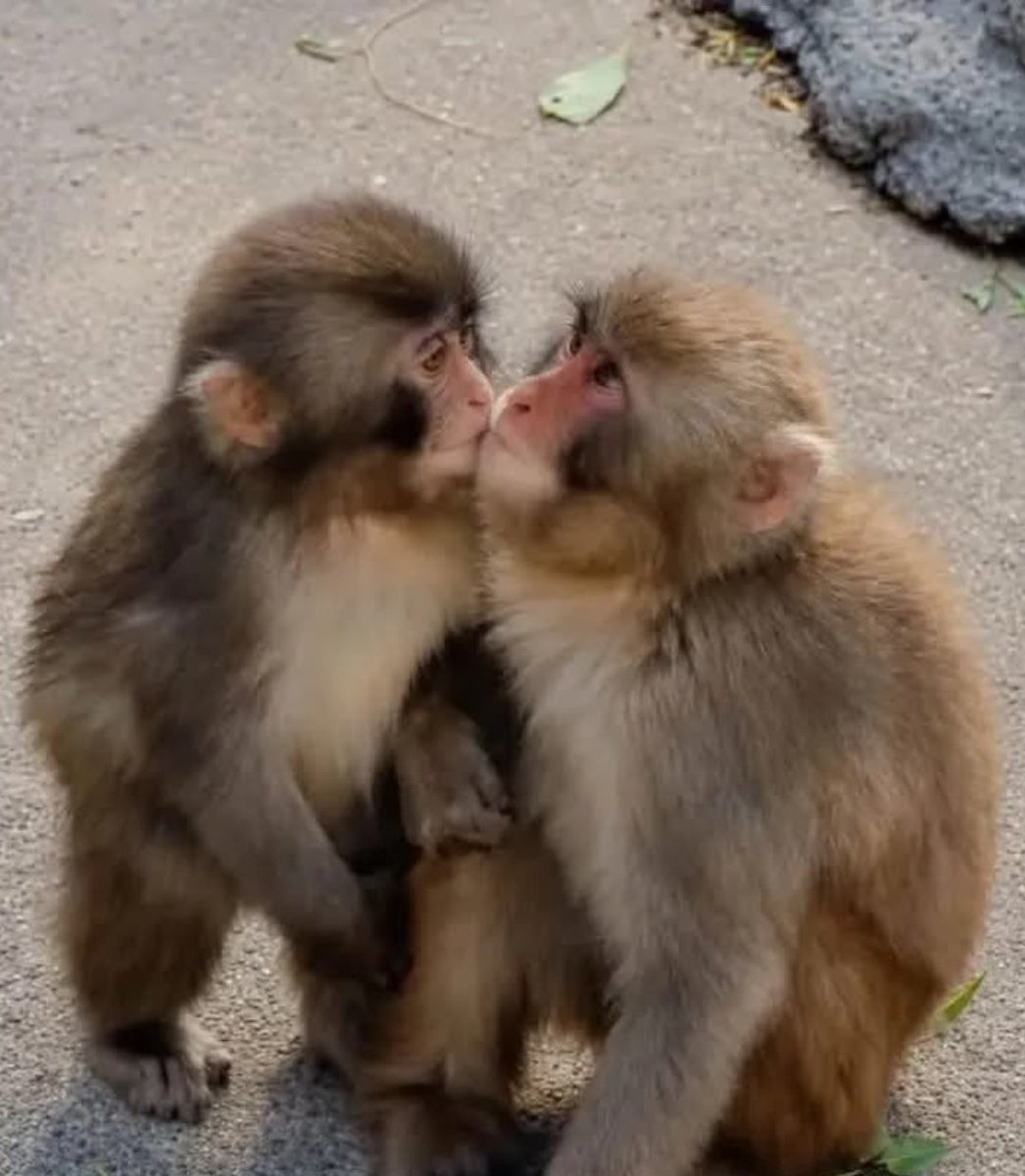 HolyMolySakura's tweet photo. #Punch is a male Japanese macaque (ニホンザル) at :
Ichikawa City Zoo 
(市川市動植物園) in Ichikawa,
 Chiba:  just east of Tokyo.
Born July 26, 2025.🐒
 He is about 15 months old.🩵
Japanese macaques have 
naturally pink-red faces. 
In adults, the face and rump
 turn a much deeper red
 during the mating season, 
when hormones increase 
blood flow. 

That season runs roughly 
from October to March.
Punch is still a juvenile, 
so he does not show that 
full adult breeding color yet.
Mating season: autumn–winter (about October to March)
Gestation: about 5.5–6 months
Birth season: spring–summer (mainly April to August)
Males may start mounting
 around 1.5 years. 
Ejaculation usually begins 
around 4.5 years.

 Successful fathering typically comes later, often 
after age 5–8.🐒🐒🩵🩷
#Punchu is still far .. far -
too young to mate or 
have a baby.(*^▽︎^)ﾉ☕