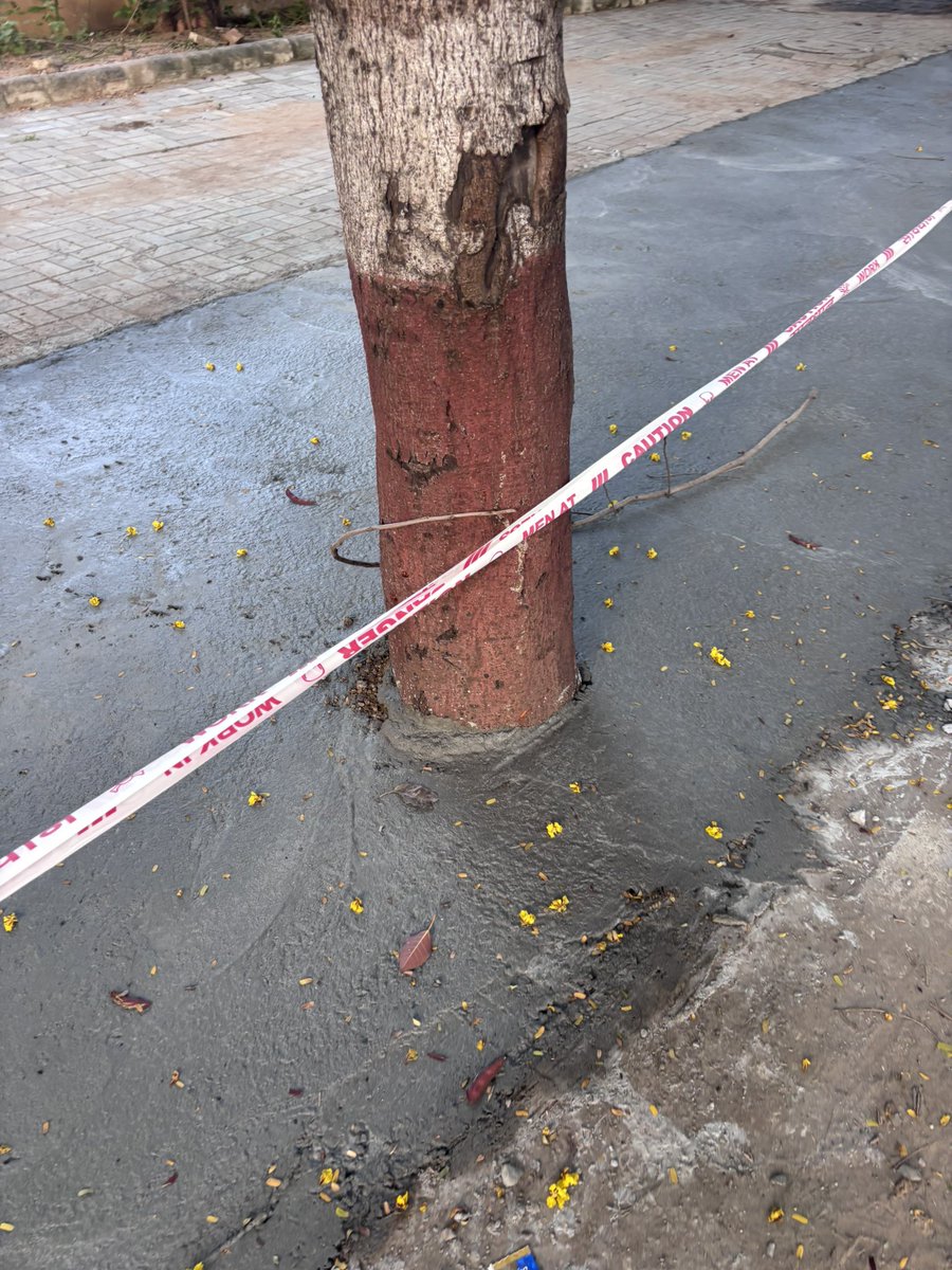 arvindg1970's tweet photo. They call it "development." We call it slowly killing #trees. 

Cement poured right up to the trunks and trees chopped along Nandanbaug–Vraj Homes Road, #Shela #Ahmedabad ,Who authorised this, and where is the permission for the tree cutting? #SaveTreesAhmedabad #Shela https://t.co/MaBT0aeMba