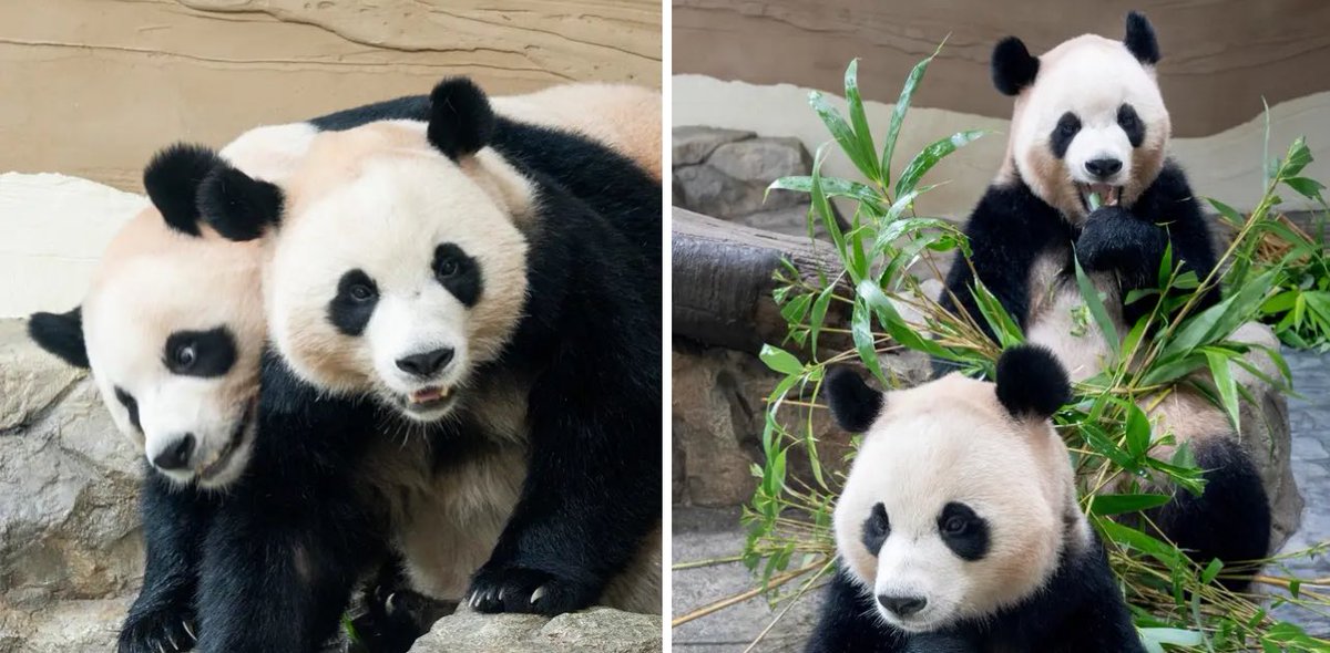 mickeyminnie611's tweet photo. #OverseasPanda
#Everland🇰🇷
#RuiBao #睿宝 🐼
#HuiBao #辉宝 🐼
루이바오• 후이바오 이동 관련 소식을 전해 드립니다.
많은 분들의 사랑 속에서 건강하게 성장해 온 쌍둥이 자이언트 판다 '루이바오'와 '후이바오'가
12월 셋째주 중국으로 이동해 새출발을 할 예정입니다. 
12月第3週に🇨🇳へ
cr. fbEL https://t.co/v4GkiAVGa2