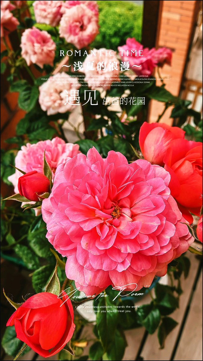 xsavima's tweet photo. In the quiet garden, the vibrant [焉牙茁倌芭] blooms, a hidden gem of beauty and grace. https://t.co/6ghoMiRSus