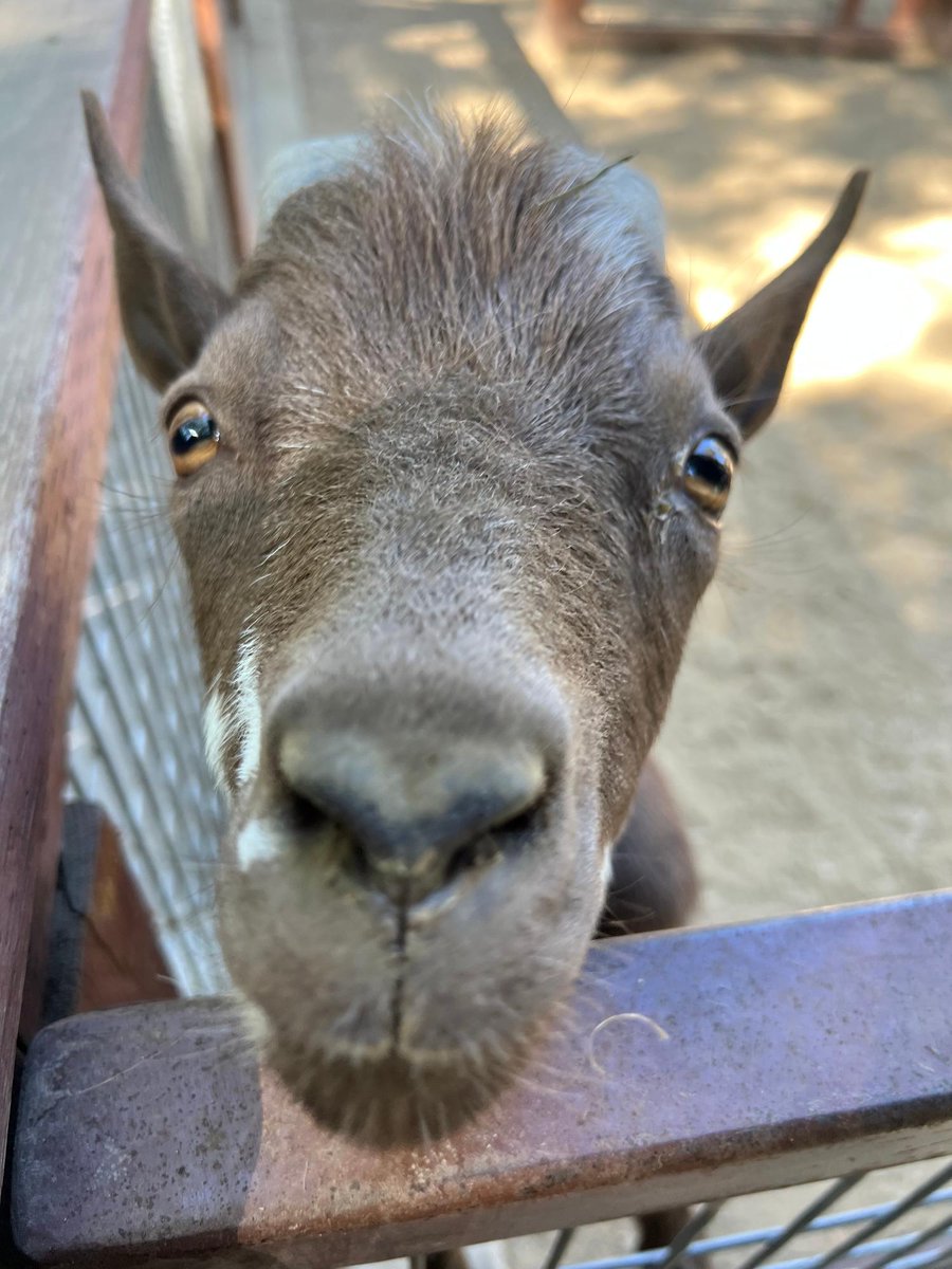 FresnoZoo's tweet photo. Our goat friends over at Valley Farm didn't want to miss #Snootember. Pudd'n did a great job puttin' his snoot right up to the camera 🐐 🥰 

📸: ZCS Marisol https://t.co/SgjUpUYI8I