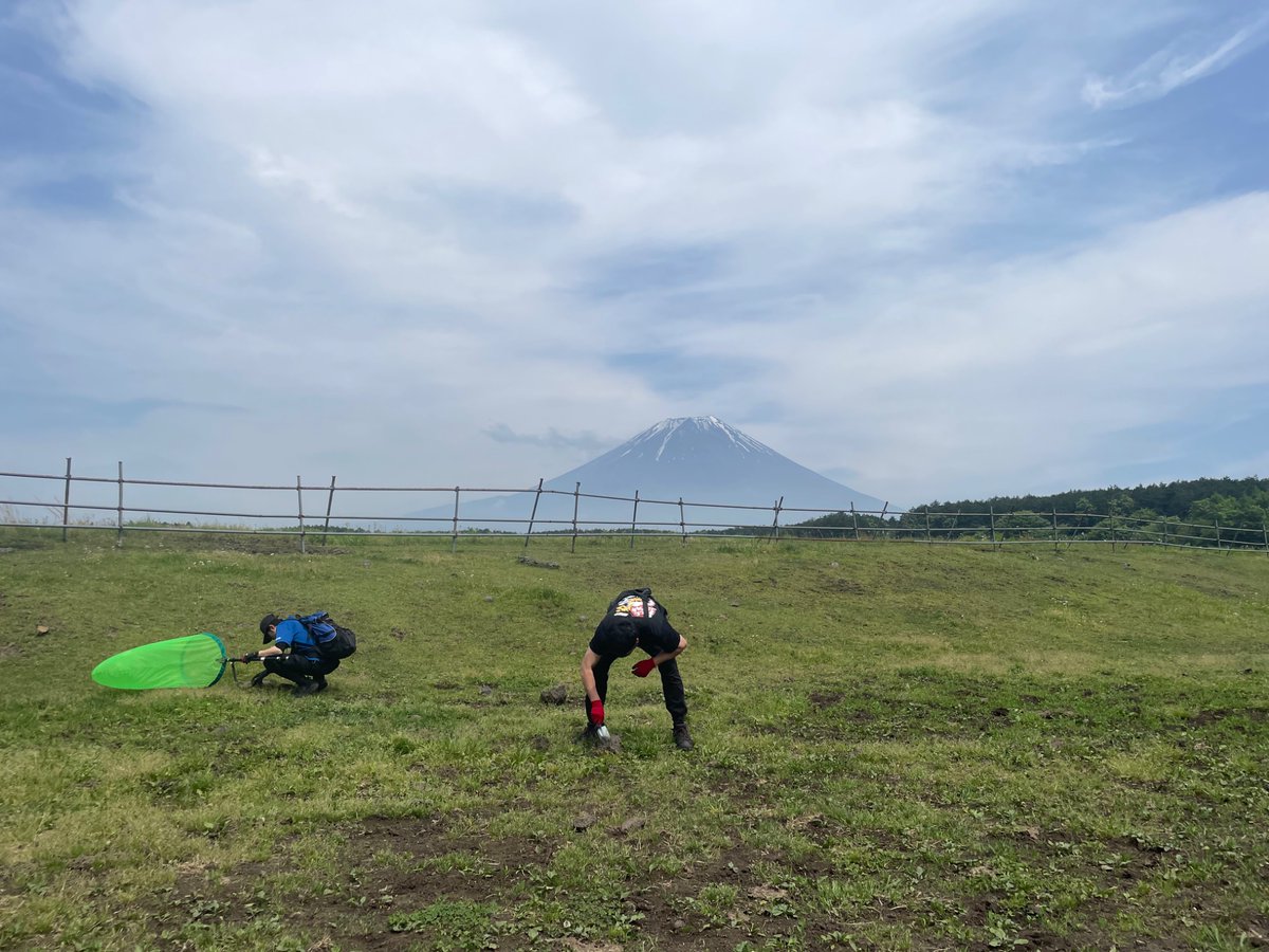 Nodai_Entom's tweet photo. 皆さんこんにちは！東京農業大学 昆虫学研究室です！

1ヶ月後の10月31日と11月1日に行われる厚木キャンパス収穫祭の文化学術展で展示します。
今年のテーマは「東京農業大学 大昆虫展」です！

当日たくさんのご来展、お待ちしております！

#東京農業大学 #収穫祭 #昆虫 #昆研収穫祭2026 https://t.co/Iv3KamaLds