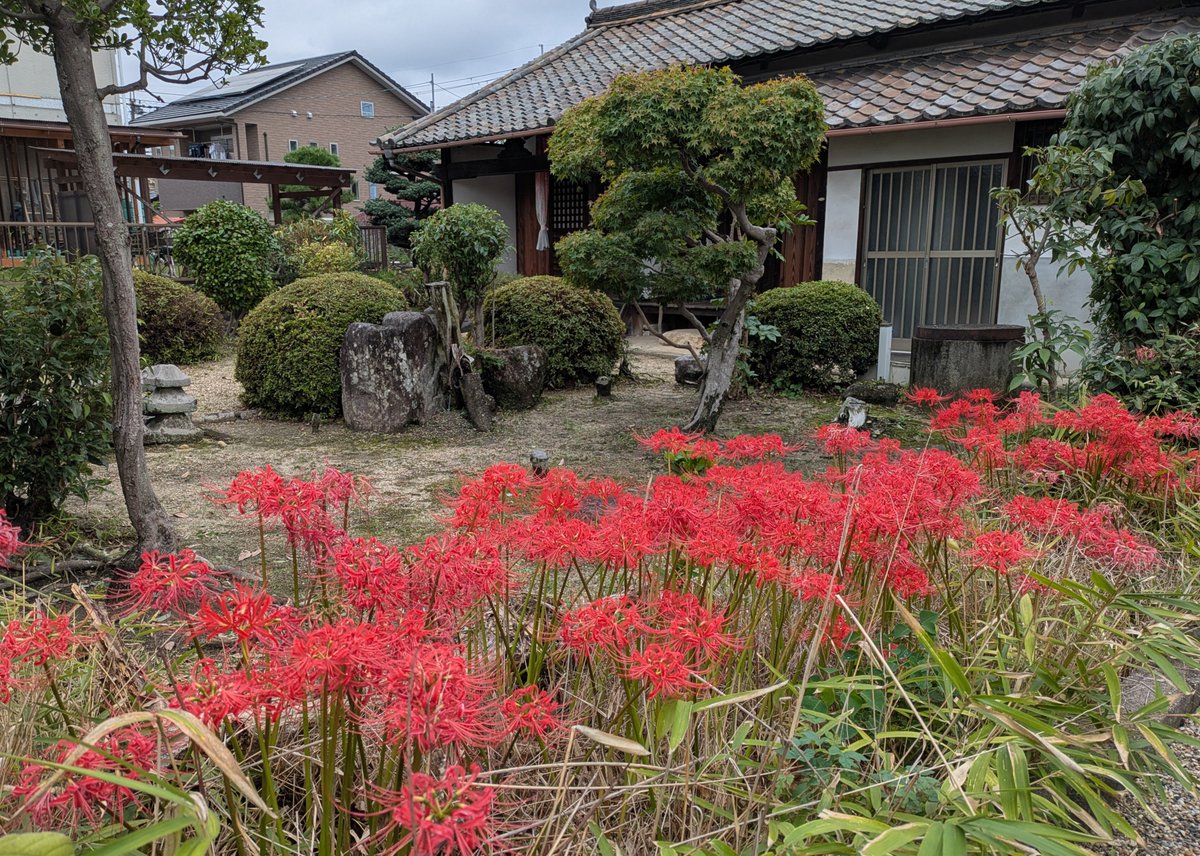 IslandBy's tweet photo. 自宅から僅か１０Ｍ。
ここから離れられない理由のひとつ。

#彼岸花 https://t.co/8UybIlT1cv