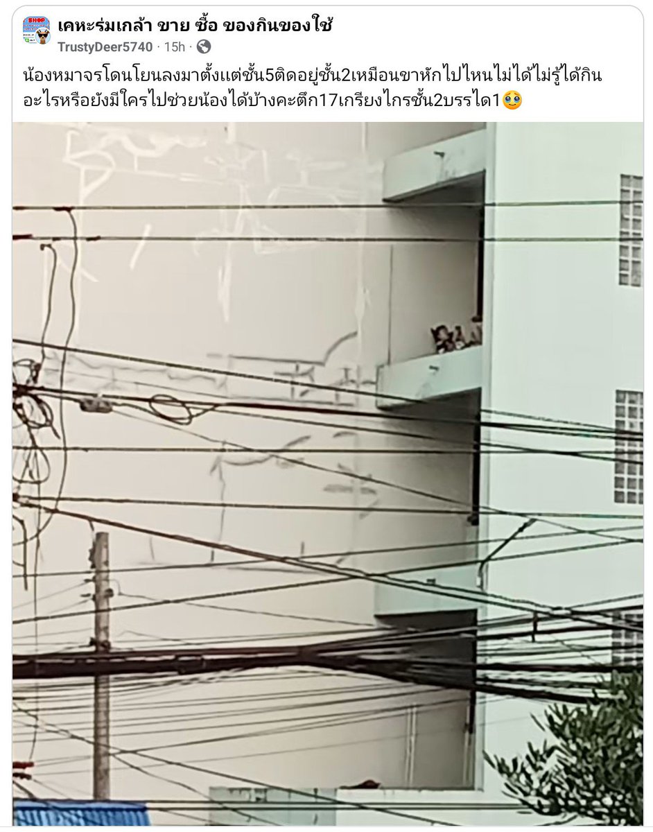 tamon_huiyong's tweet photo. ตึกสูง 5 ชั้น แต่จิตใจคนกลับต่ำตมเลวร้ายได้ขนาดนี้... โยนหมาลงมาจากตึก หมาพูดไม่ได้ ไม่ได้แปลว่ามันไม่เจ็บ ขอบคุณกันจอมพลังและทีมงานที่เข้าไปช่วย ทั้งน้องหมาที่เจ็บหนัก ขาหัก และการเดินเท้าลุยน้ำท่วม น้ำเน่าไปอพยพน้องแมวอีกกว่า 40 ชีวิต ในพื้นที่เคหะร่มเกล้า อย่างน้อยในความใจร้ายของคน ก็ยังมีความช่วยเหลือที่ส่งไปถึงสัตว์ที่พูดไม่ได้ ขอบคุณแทนน้องหมาน้องแมวมาก ❤️🐶🐱

#น้ำท่วม #น้ำท่วมกรุงเทพ #เคหะร่มเกล้า #กันจอมพลัง