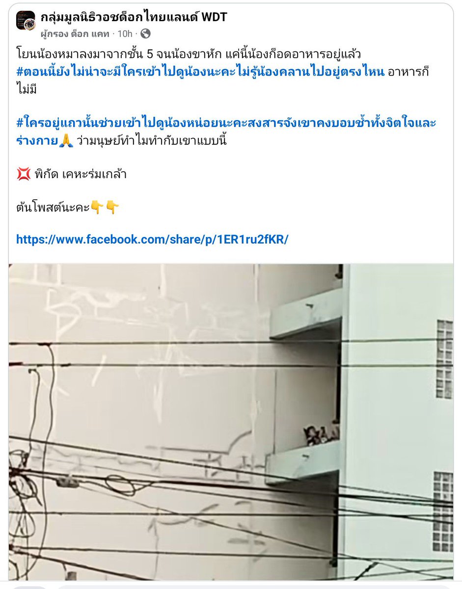 tamon_huiyong's tweet photo. ตึกสูง 5 ชั้น แต่จิตใจคนกลับต่ำตมเลวร้ายได้ขนาดนี้... โยนหมาลงมาจากตึก หมาพูดไม่ได้ ไม่ได้แปลว่ามันไม่เจ็บ ขอบคุณกันจอมพลังและทีมงานที่เข้าไปช่วย ทั้งน้องหมาที่เจ็บหนัก ขาหัก และการเดินเท้าลุยน้ำท่วม น้ำเน่าไปอพยพน้องแมวอีกกว่า 40 ชีวิต ในพื้นที่เคหะร่มเกล้า อย่างน้อยในความใจร้ายของคน ก็ยังมีความช่วยเหลือที่ส่งไปถึงสัตว์ที่พูดไม่ได้ ขอบคุณแทนน้องหมาน้องแมวมาก ❤️🐶🐱

#น้ำท่วม #น้ำท่วมกรุงเทพ #เคหะร่มเกล้า #กันจอมพลัง
