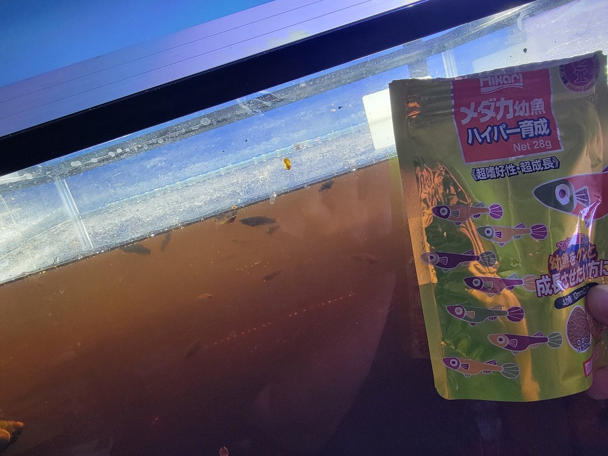 Ygramul0110's tweet photo. メダカのエサをもりもり食べてるベタ(インベリス)
でっかいのはもう2cmくらいになってるね https://t.co/ku1g06JTtH