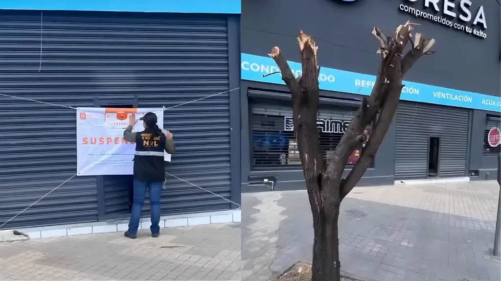 VigiaCiudadano7's tweet photo. ❗️Comerciante corta árbol para que se vea la fachada de su local y le suspenden su establecimiento. https://t.co/a3GMoWbcDU