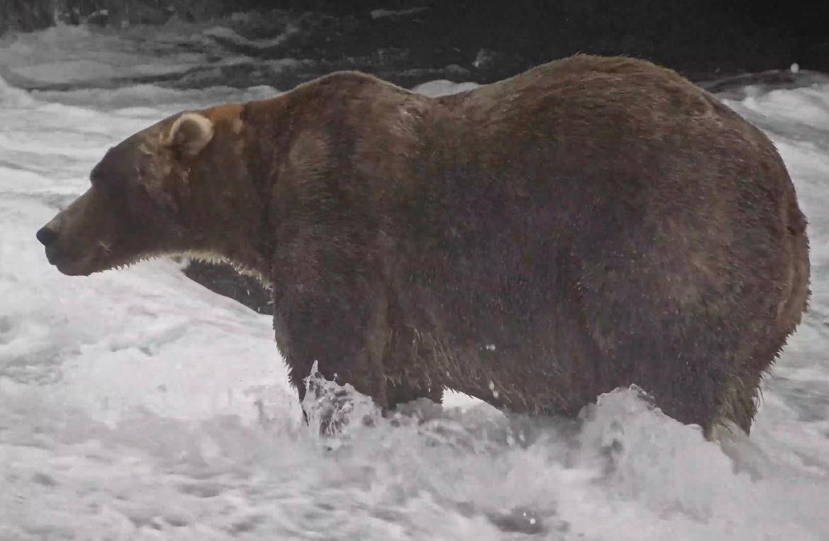 NatlParkService's tweet photo. We have a CHONKION! 

The #FatBearWeek crown goes to:

🐻 Bear 89 Backpack 👑

Heavy is the bear that wears the crown. Like really heavy. https://t.co/wR9gCEKywN